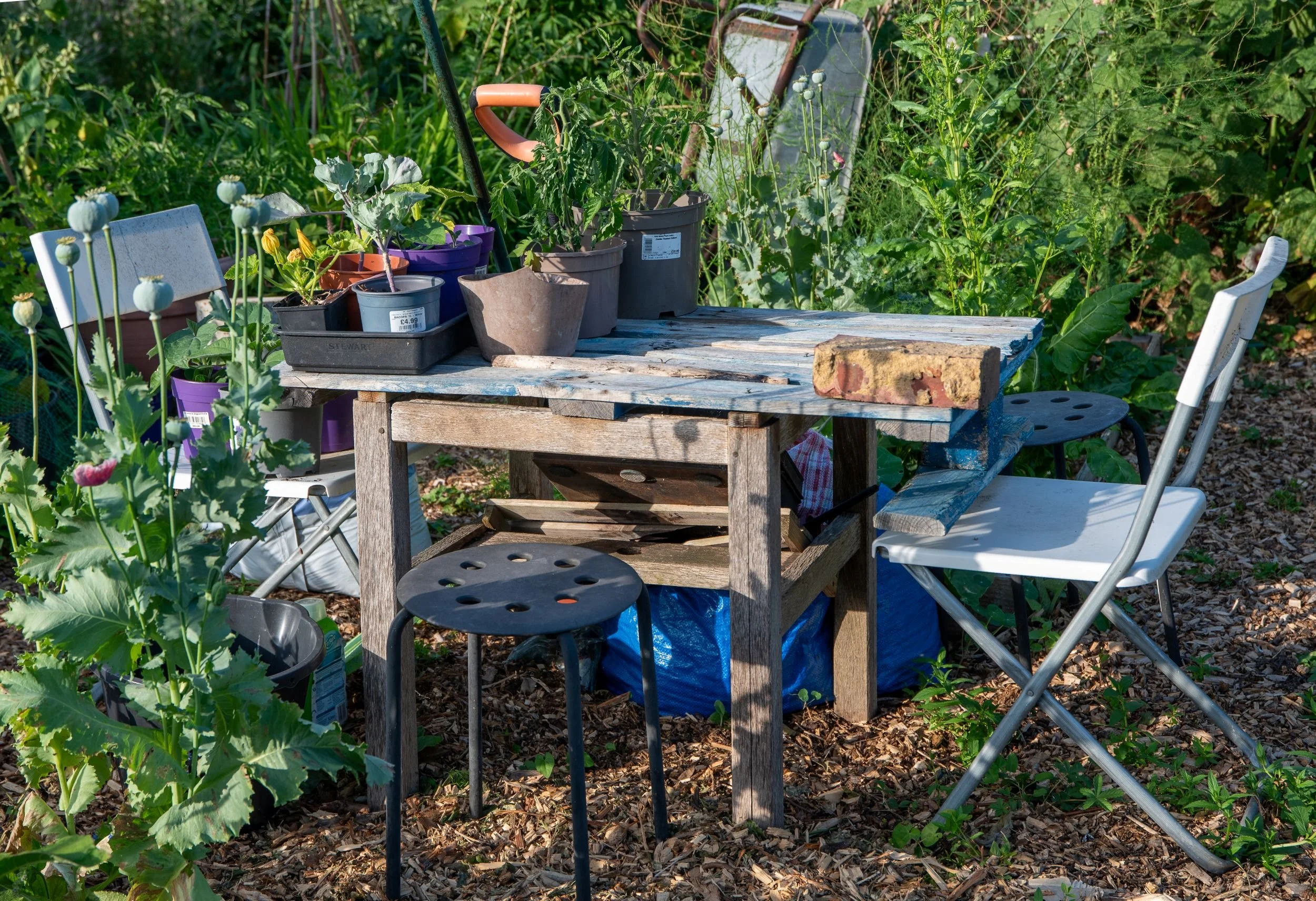 rustic wooden potting table with young seedlings in pots, surrounded by mismatched garden chairs