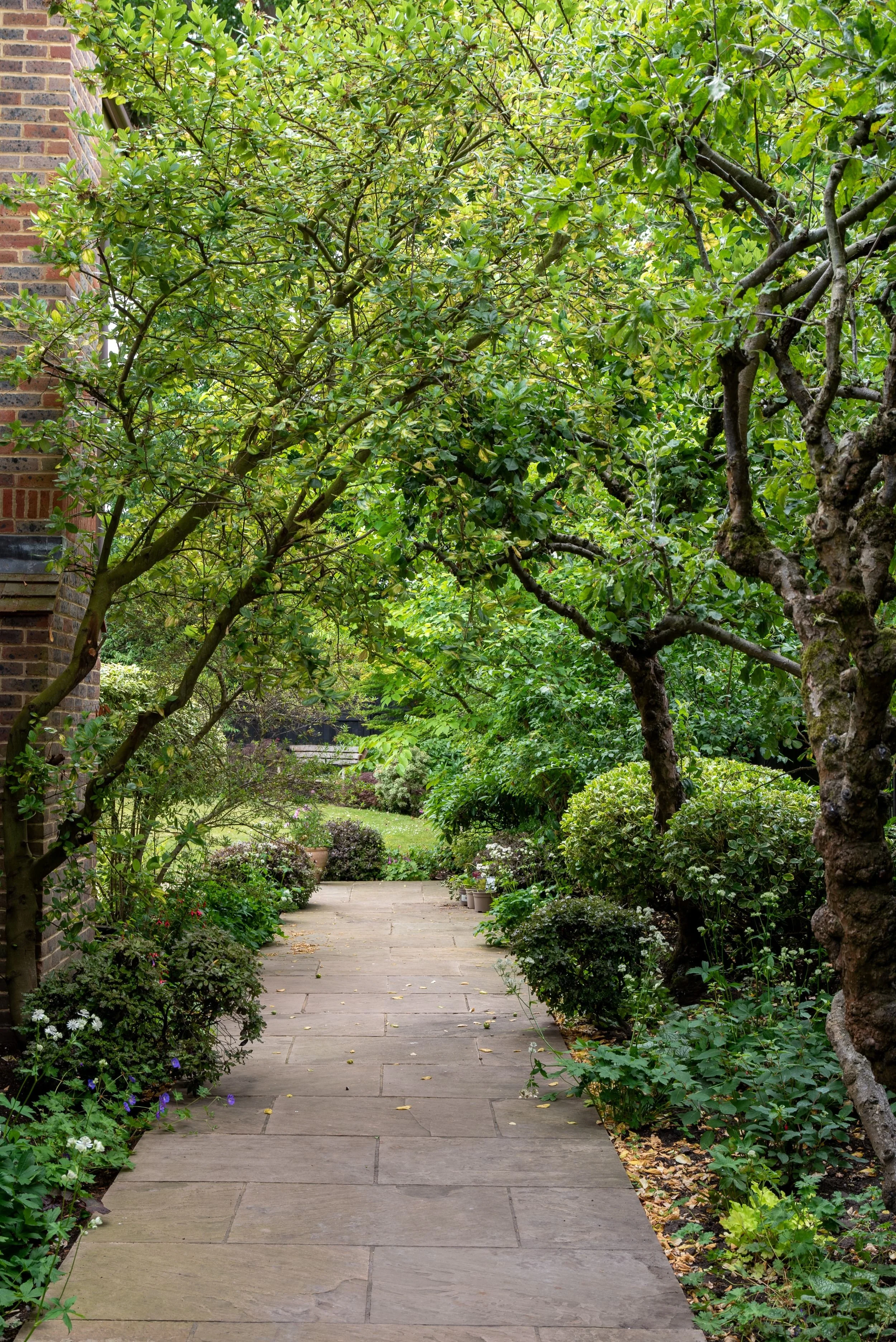 Shaded path beneath trees leading to lawn, Surrey garden replanting by Jane Shankster Garden Design

A stone path winds beneath overhanging trees towards an open lawn and bench beyond, showing how the mature garden structure was retained while the su