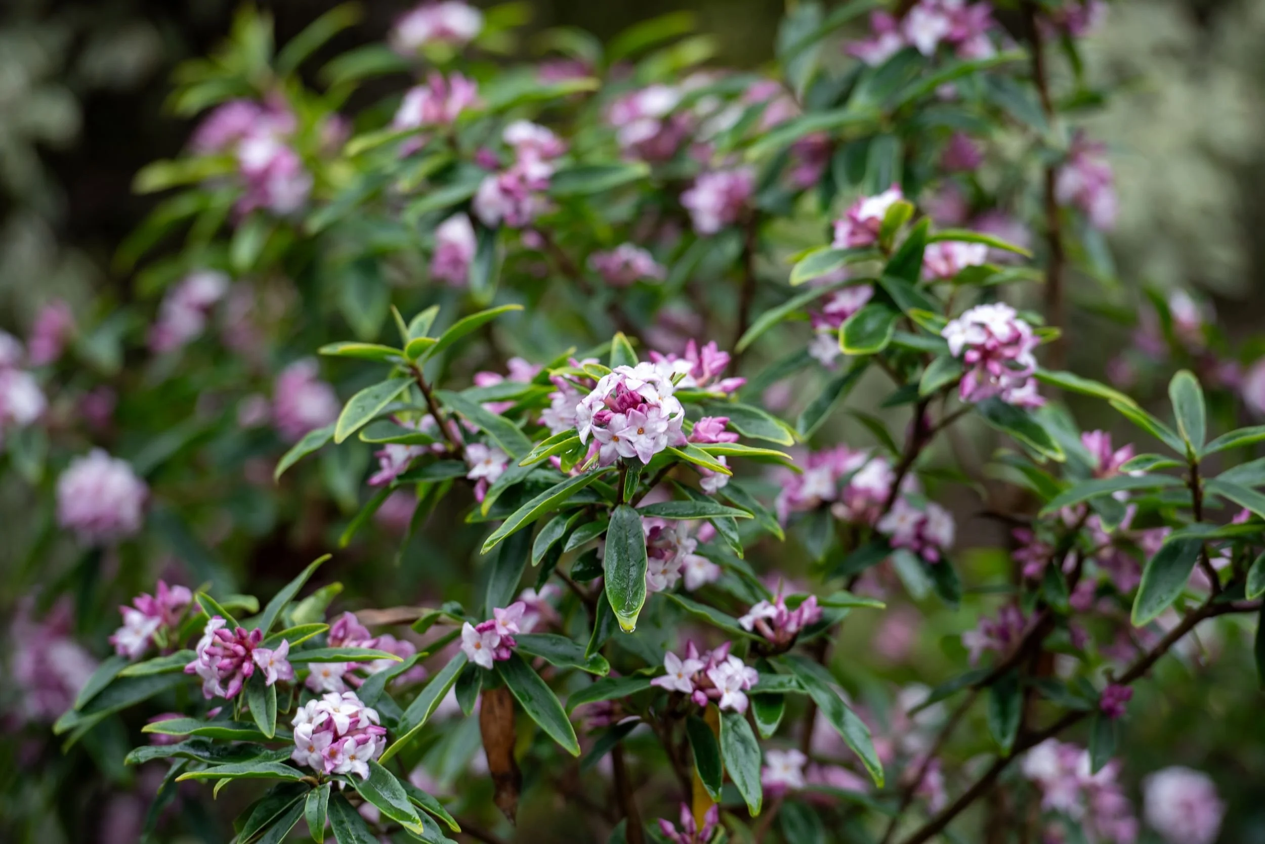 Clusters of pale pink and white daphne flowers (Daphne 'Perfume Princess') among glossy green leaves
