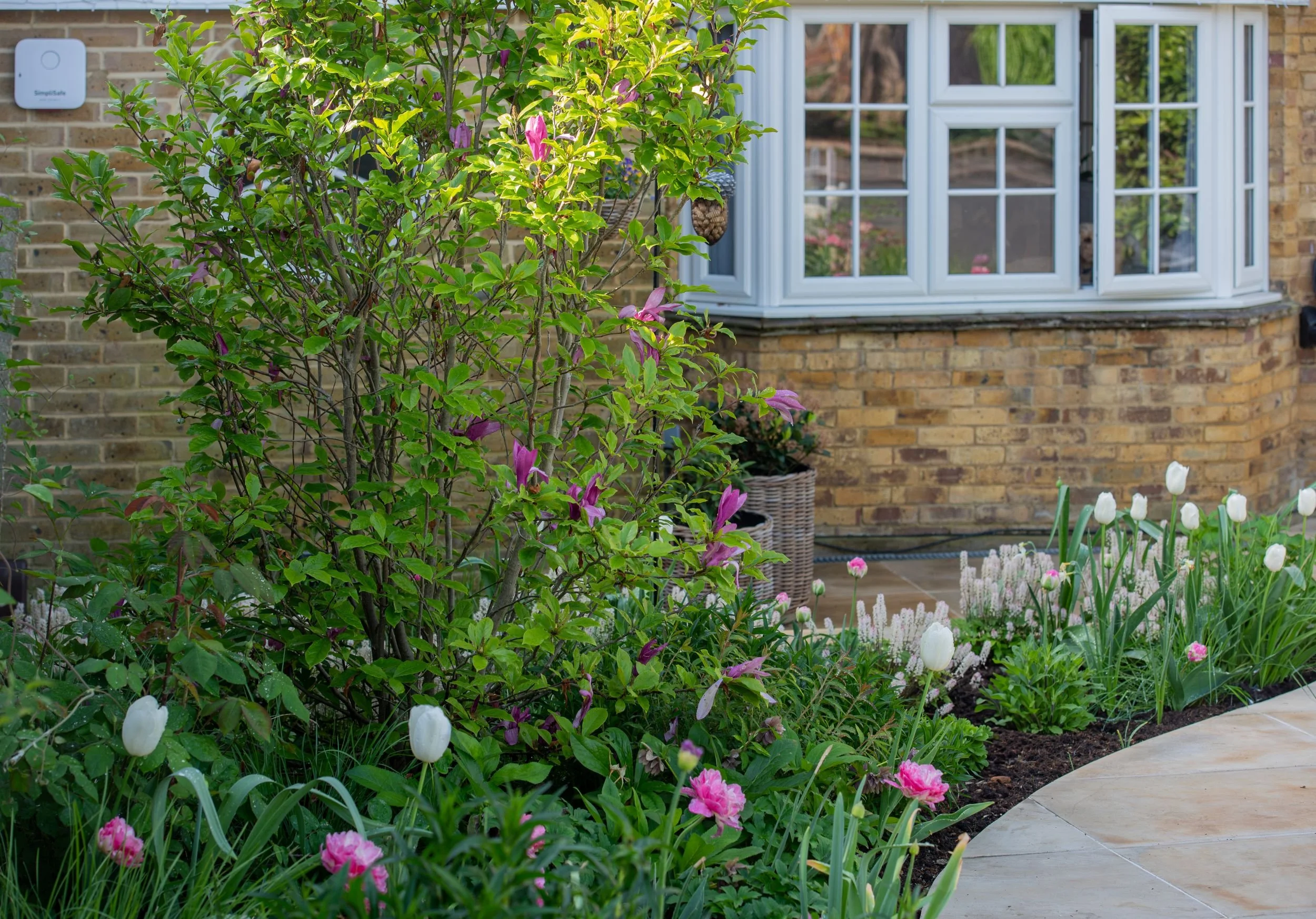 A magnolia and tulip border beside a curved path leading towards a bay window in a Raynes Park front garden. JaneShanksterGardenDesign.co.uk

The border curves gently towards the house, where magnolia, tulips and tiarella lead the eye to the bay wind