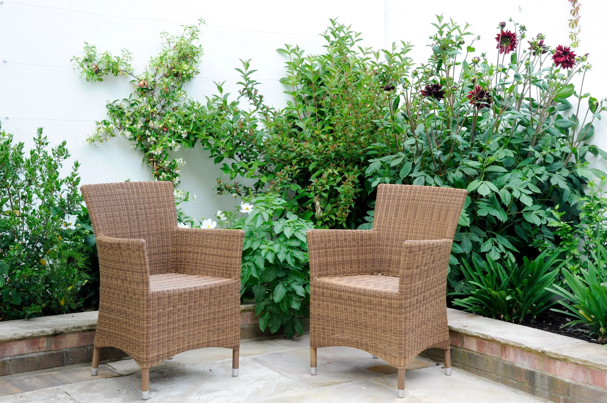 Two wicker chairs positioned in front of a lush border of dark dahlias and star jasmine

A pair of wicker chairs sit at the edge of a raised brick border filled with dark red dahlias, cosmos and climbing star jasmine, creating an intimate spot to sit