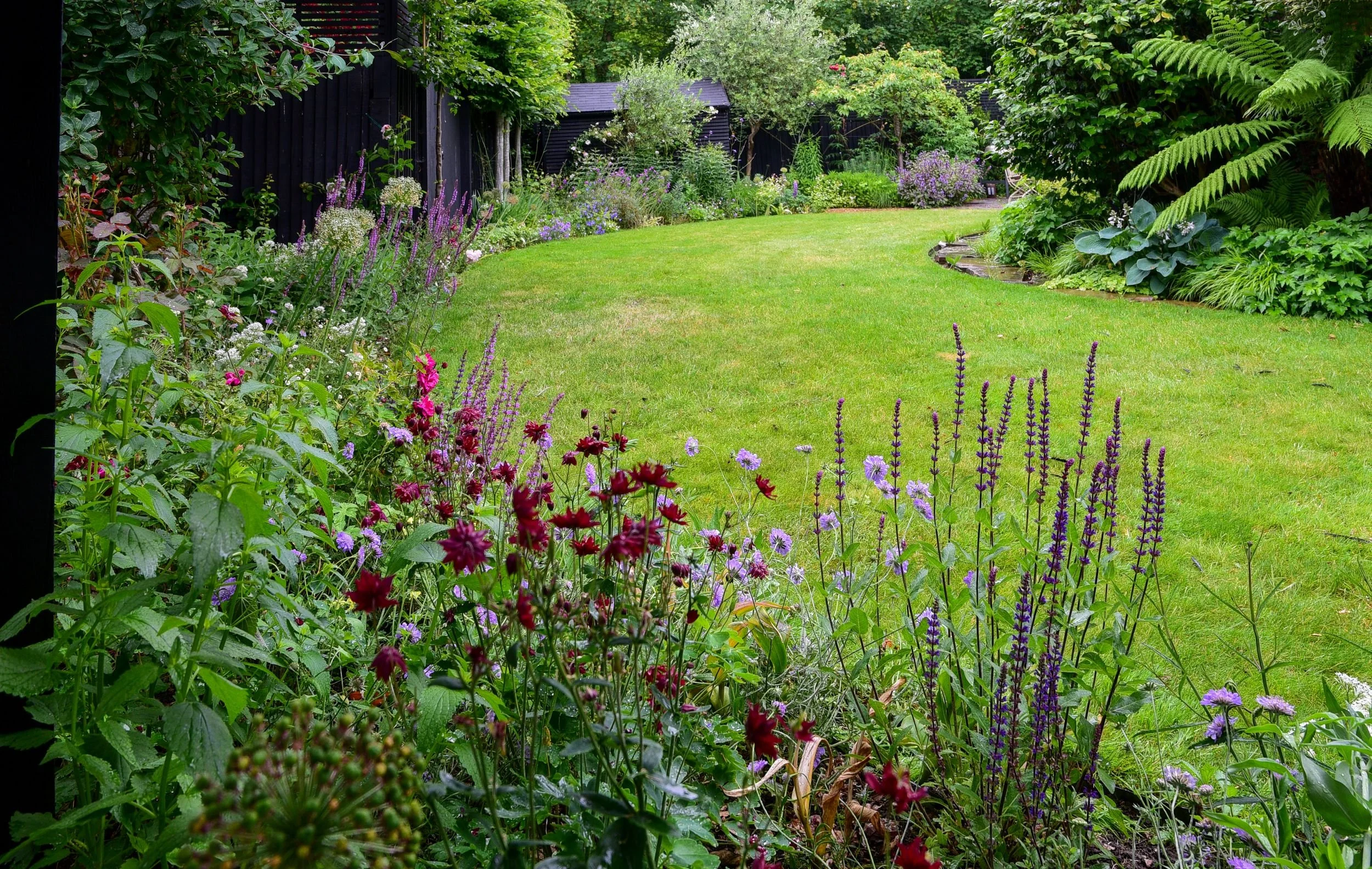 A curved lawn bordered by deep red astrantia, purple salvia and lilac scabious leads towards a pond and shed in a Teddington flower garden, framed by black timber fencing and lush tree ferns. JaneShanksterGardenDesign.co.uk.

This richly planted bord
