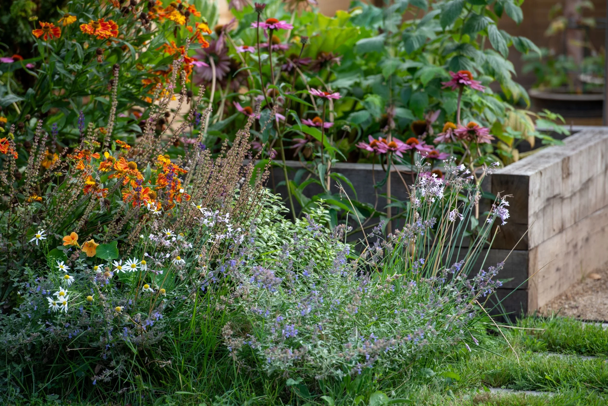 Echinacea 'Magnus' and Helenium Moerheim Beauty planted alongside nasturtium and chamomile in front of a raised bed.

Pink echinacea coneflowers and orange helenium growing in front of a wooden raised bed, with nasturtium and chamomile at the base. D