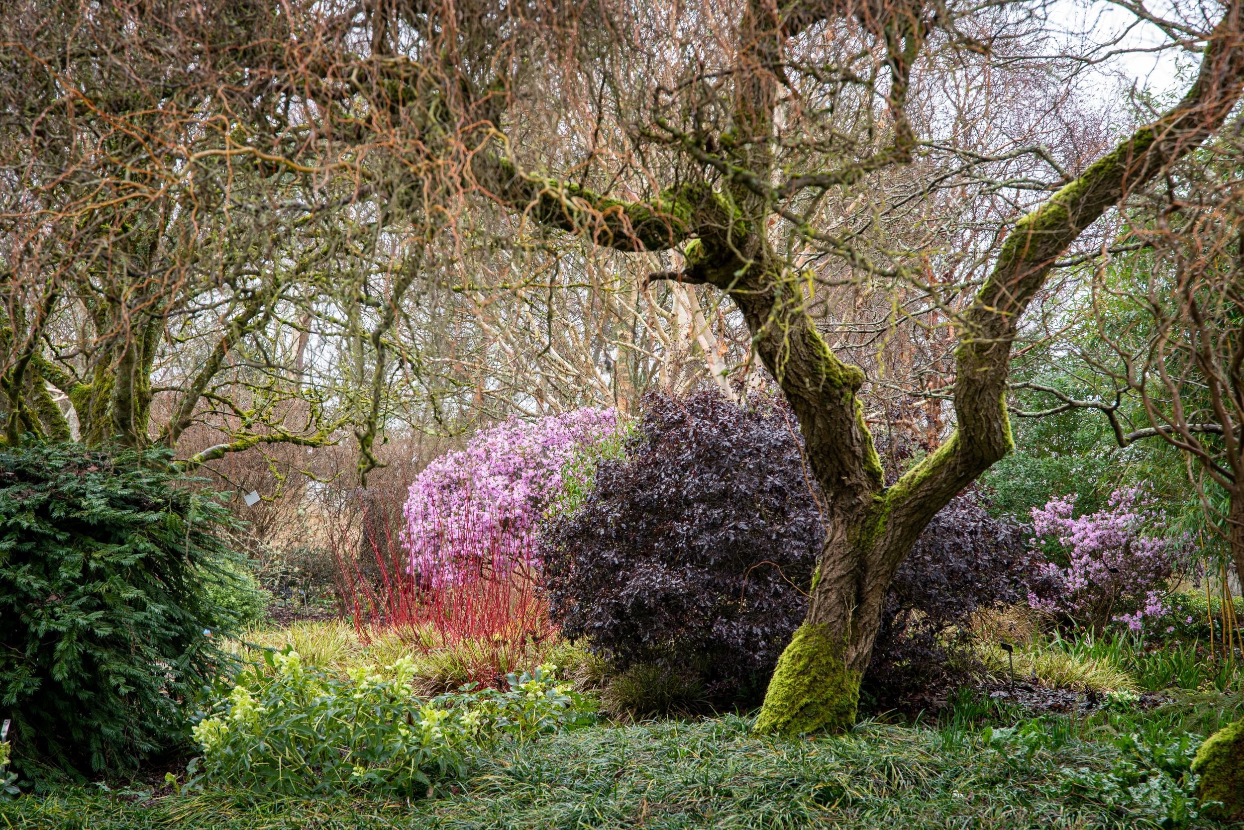 Winter garden scene with red dogwood stems, flowering rhododendron and mossy tree trunks at Sir Harold Hillier Gardens