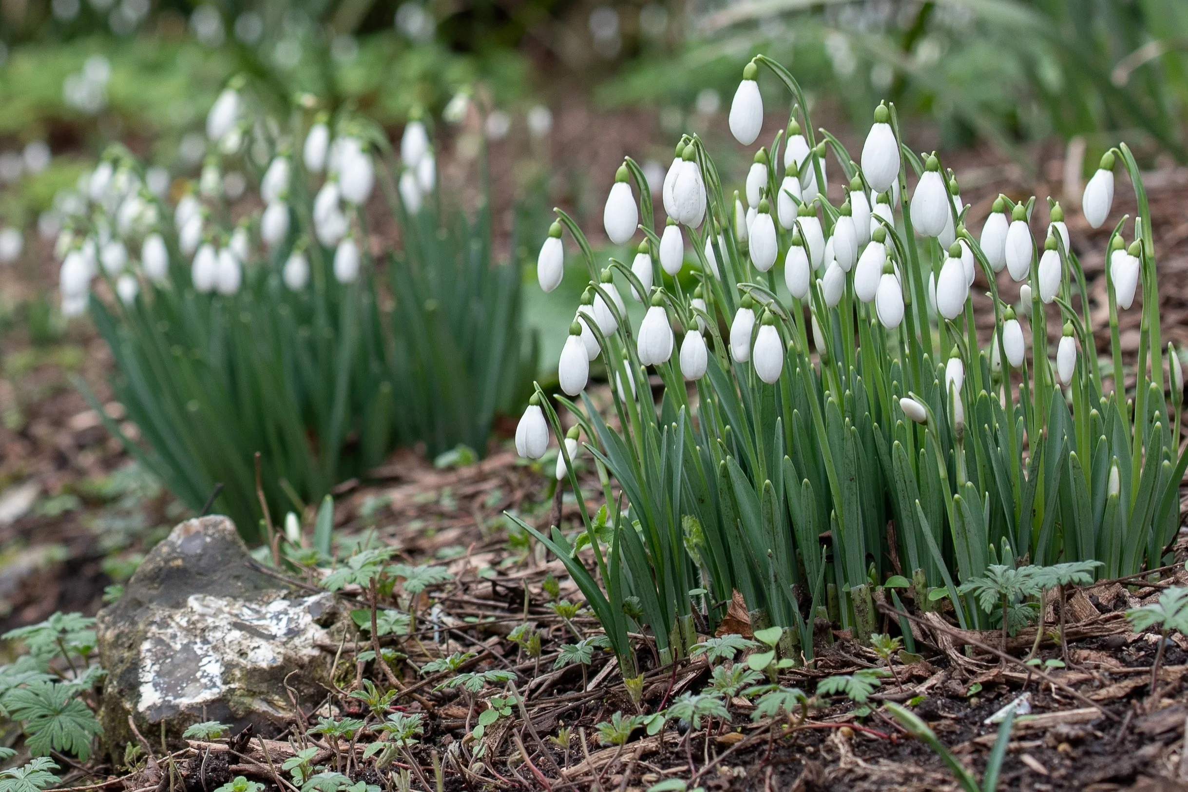 Rows of snowdrops in bud and flower along a woodland border, with a mossy stone in the foreground