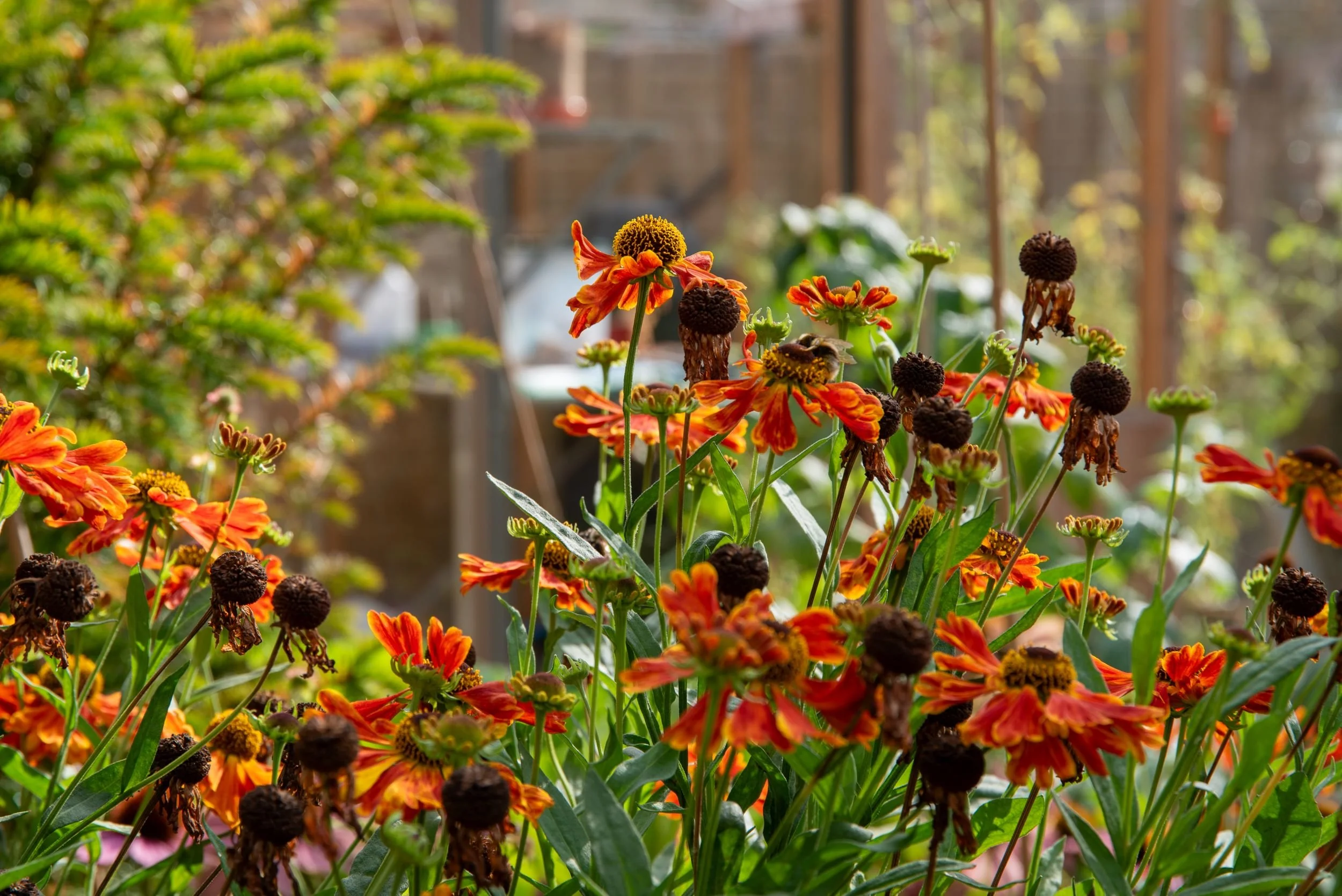 Sunlit helenium 'Waldtraut' with a bumblebee, greenhouse and raised beds visible in the background.

Sunlit red and orange helenium flowers with a bumblebee, with a greenhouse and conifer visible behind. Designed by JaneShanksterGardenDesign.co.uk