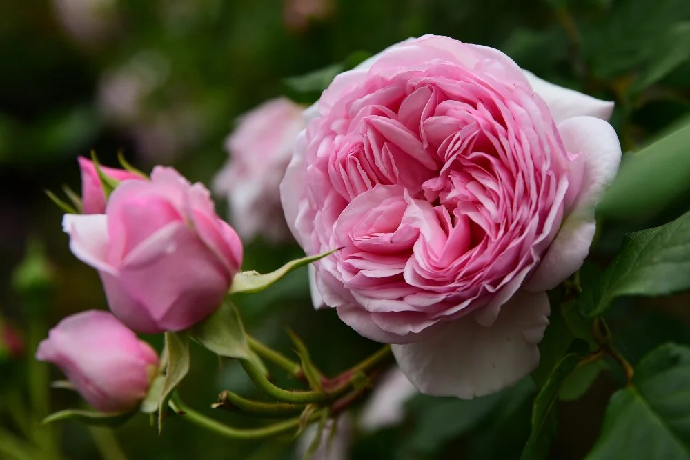 Pink English rose in full bloom, Wimbledon garden design by Jane Shankster Garden Design

A richly layered pink rose bloom, its ruffled petals opening alongside tight new buds. This romantic, scented variety brings classic English garden character to