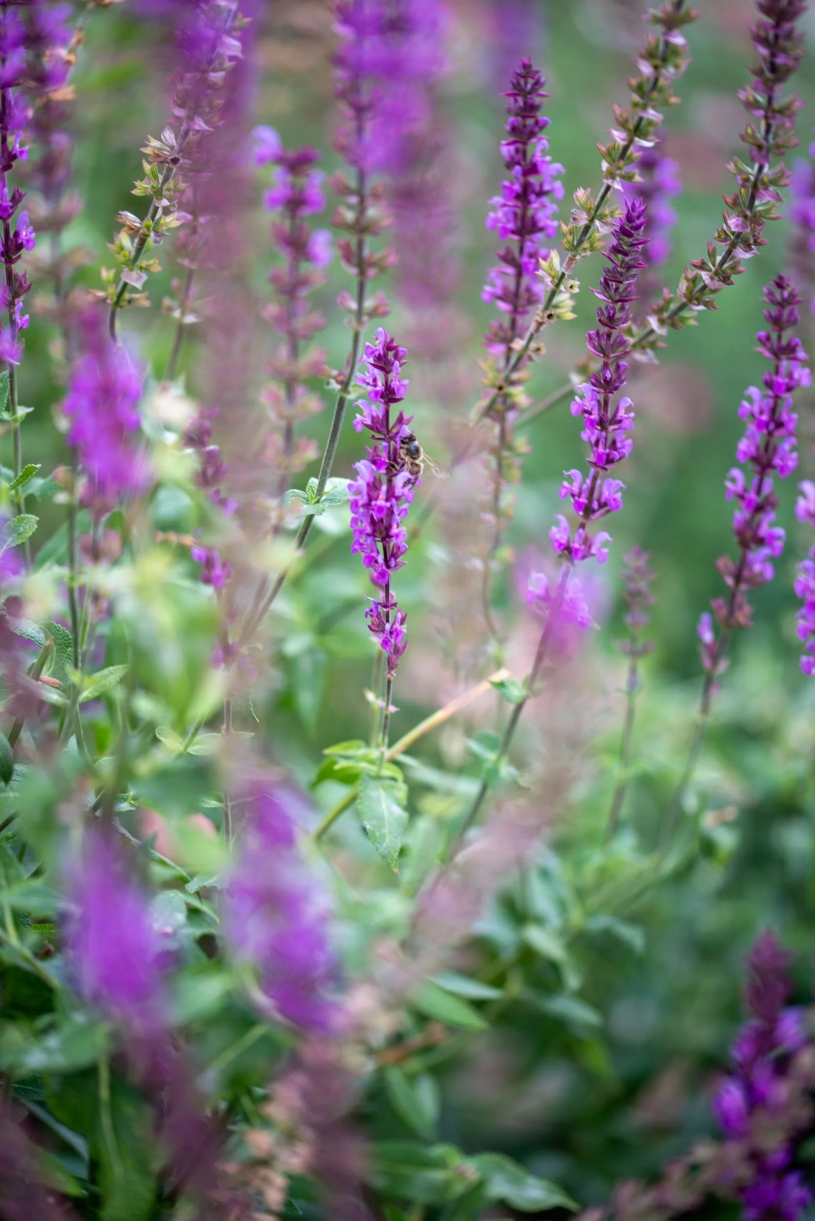 Macro photo of a bee foraging on purple salvia flower spikes. Designed by JaneShanksterGardenDesign.co.uk

A bee forages among the purple flower spikes of salvia, highlighting the garden's appeal to pollinators. Designed by JaneShanksterGardenDesign.