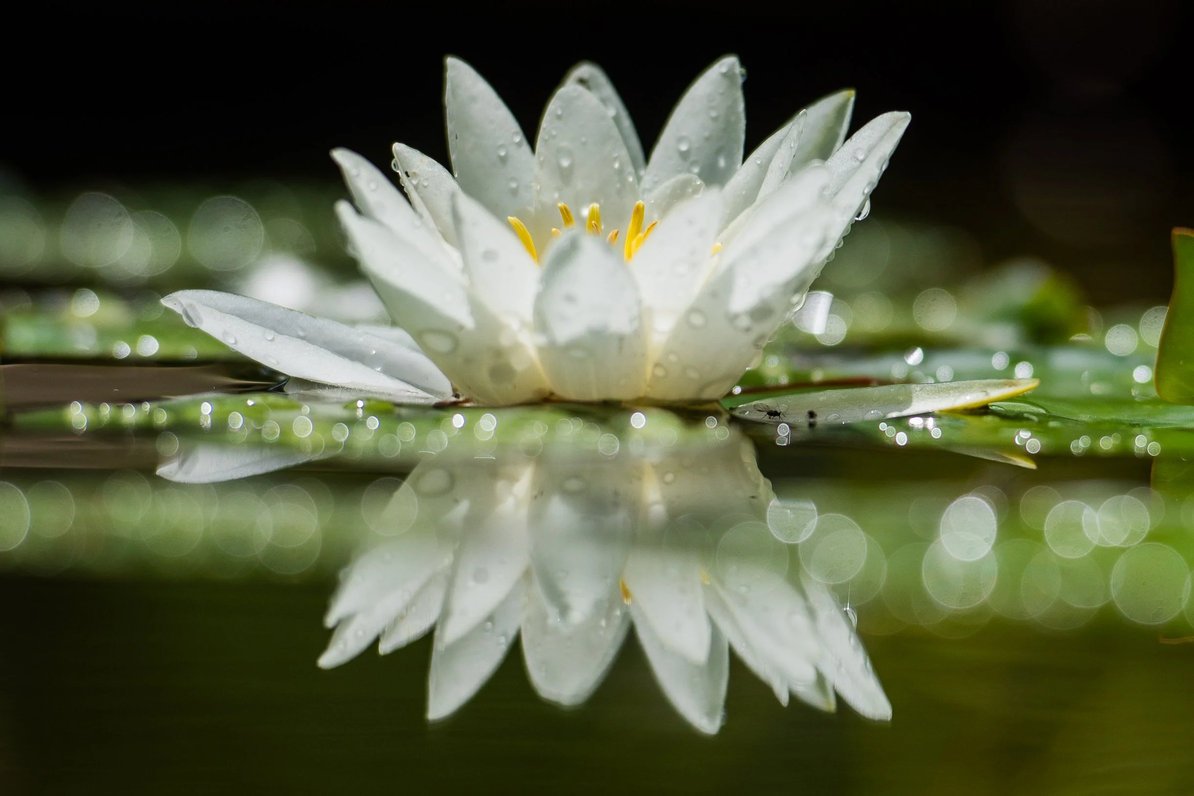 A white water lily with a golden centre floats on a garden pond, its reflection mirrored in the still water below. JaneShanksterGardenDesign.co.uk.

Water brings a different kind of stillness to a garden, and this water lily makes the most of it, its