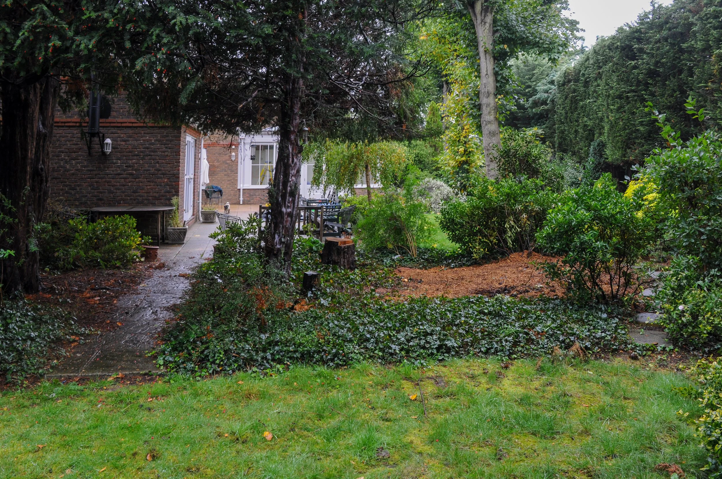 A Wimbledon Common garden before its redesign, with an overgrown path, mulched bed and mature trees around a brick outbuilding. JaneShanksterGardenDesign.co.uk

Before the transformation, the garden was dominated by mature yew and birch trees, a worn