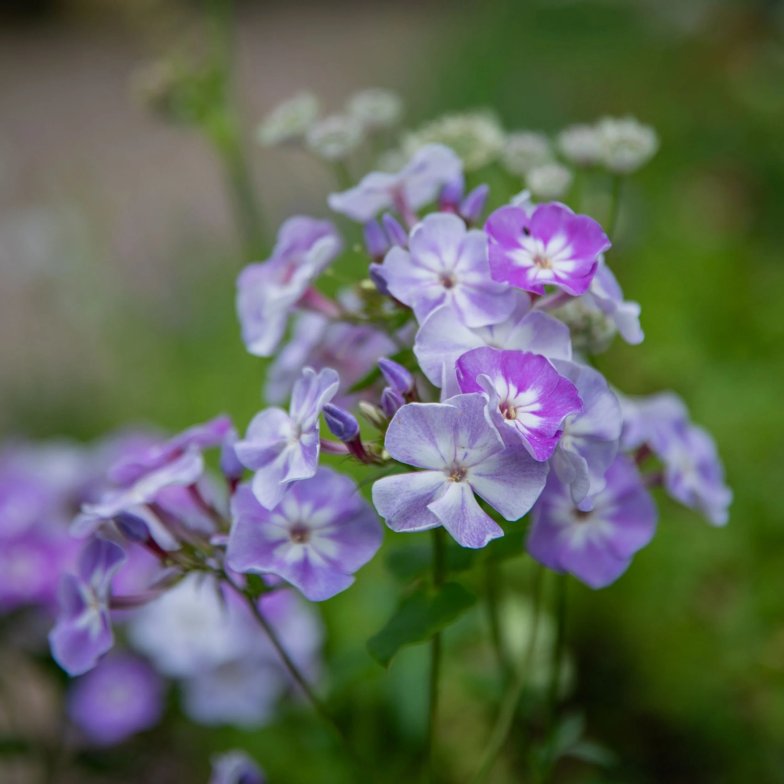 Purple Phlox paniculata Clouds of Perfume flowers, Surrey garden replanting by Jane Shankster Garden Design

The two-tone purple and white blooms of garden phlox bring scent and colour to the border, one of the many new perennials introduced during t