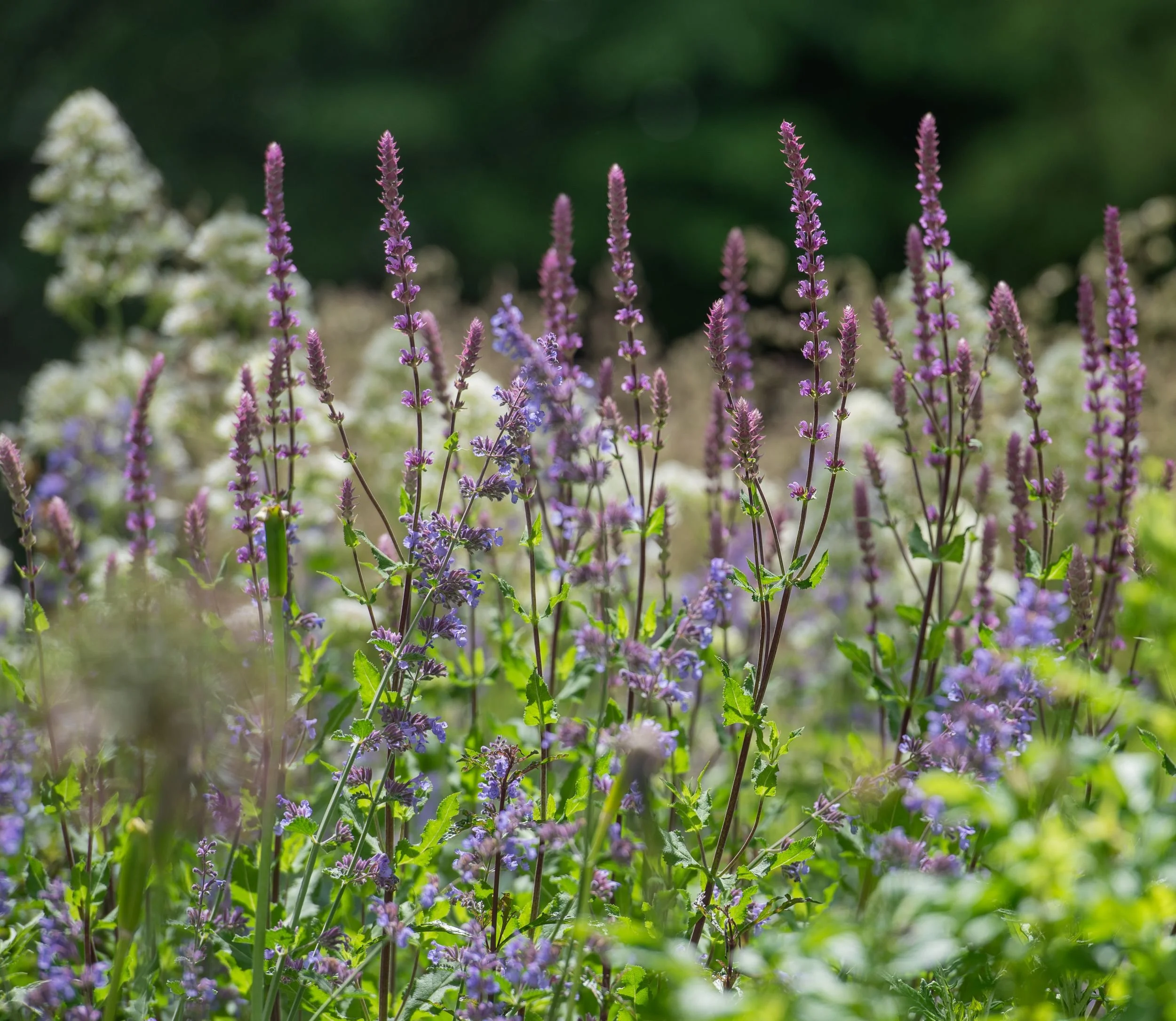 A close-up of pink-purple Salvia nemorosa Amethyst flower spikes and blue Nepeta racemosa Walker's Low rising from lush green foliage in a Surrey nature garden, with white flowers softly blurred behind. ArthurRoadLandscapes.co.uk.

Pink-purple salvia