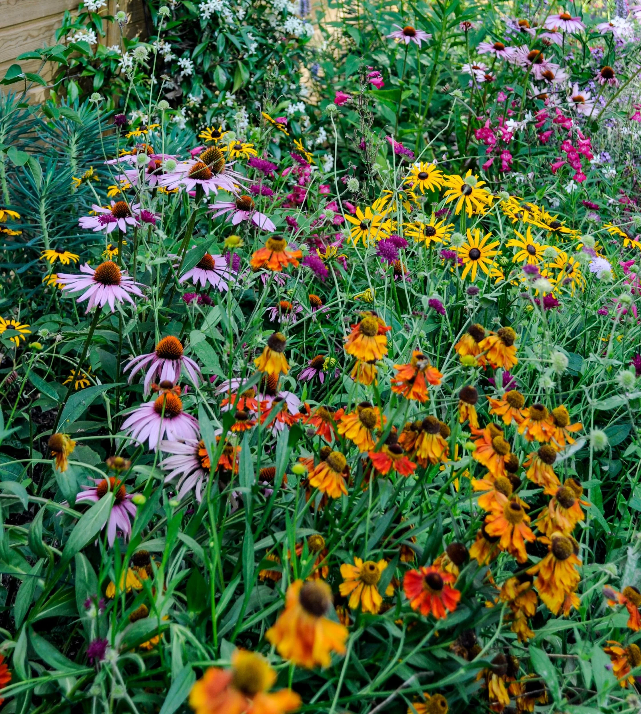 A late-summer border mixes pink echinacea, yellow rudbeckia and orange helenium flowers. JaneShanksterGardenDesign.co.uk

A richly planted border combines the pink daisy flowers of echinacea, golden rudbeckia and warm orange helenium, creating a dens
