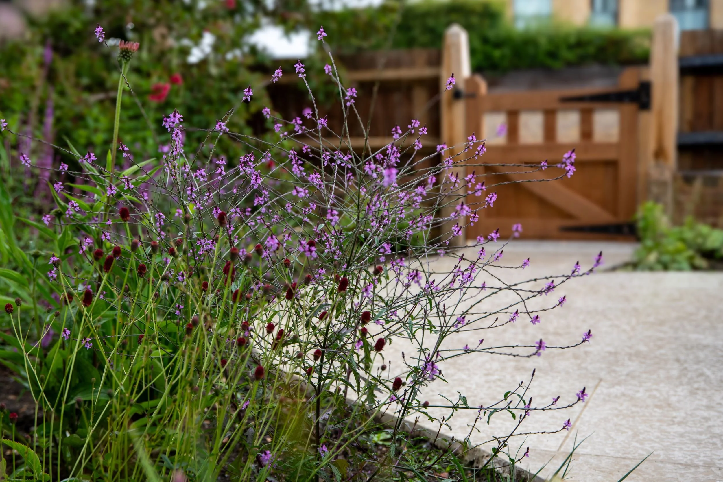 Verbena bonariensis flowering beside a sandstone path with a wooden gate in the background. Designed by JaneShanksterGardenDesign.co.uk

Tall, airy verbena bonariensis flowers frame the sandstone pathway, with the new hardwood entrance gate visible b