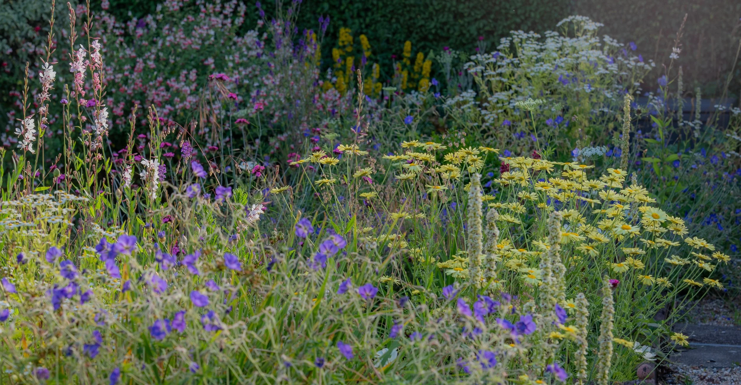 Ox-eye daisies, verbascum spikes and purple hardy geraniums fill a naturalistic border in a Berkshire country garden. JaneShanksterGardenDesign.co.uk.

Loose and wildlife-friendly, this border leans into a naturalistic style rather than tight formali
