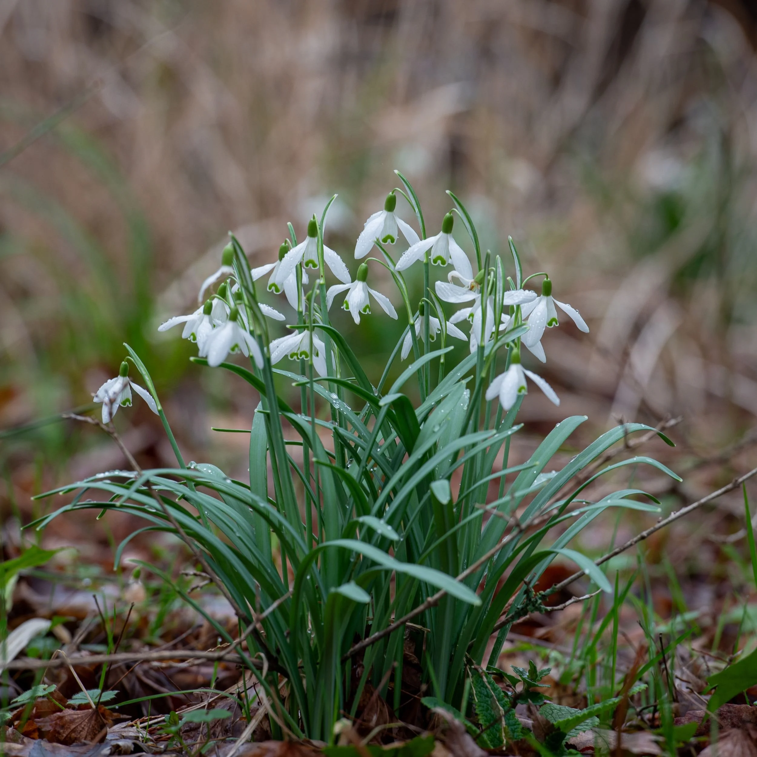 Close-up cluster of dew-covered snowdrops at Sir Harold Hillier Gardens