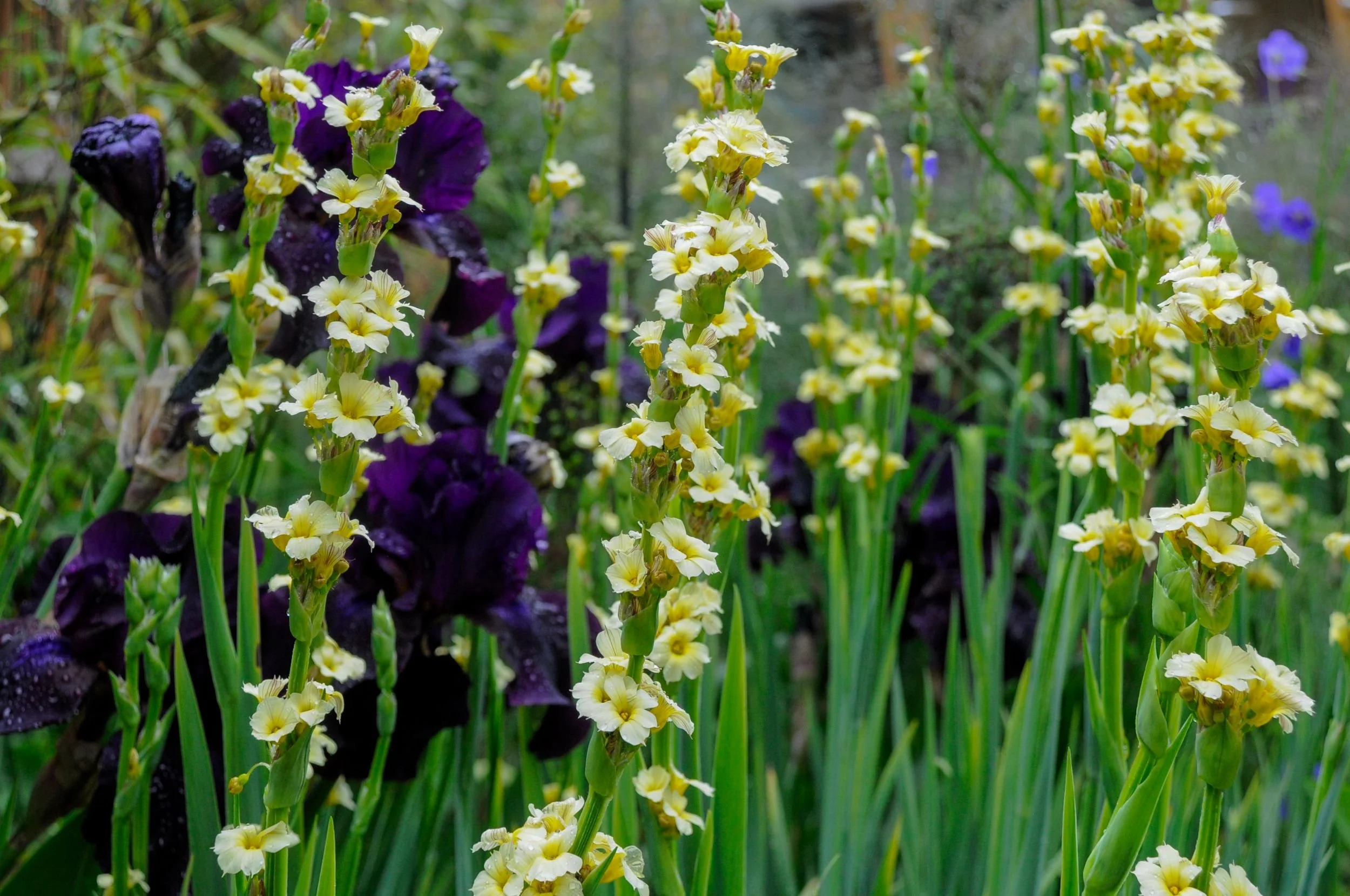 Yellow sisyrinchium striatum with deep purple bearded iris in a Chiswick garden border

Spires of yellow sisyrinchium striatum stand in front of near-black bearded iris, a striking colour contrast within the low-allergen planting scheme.