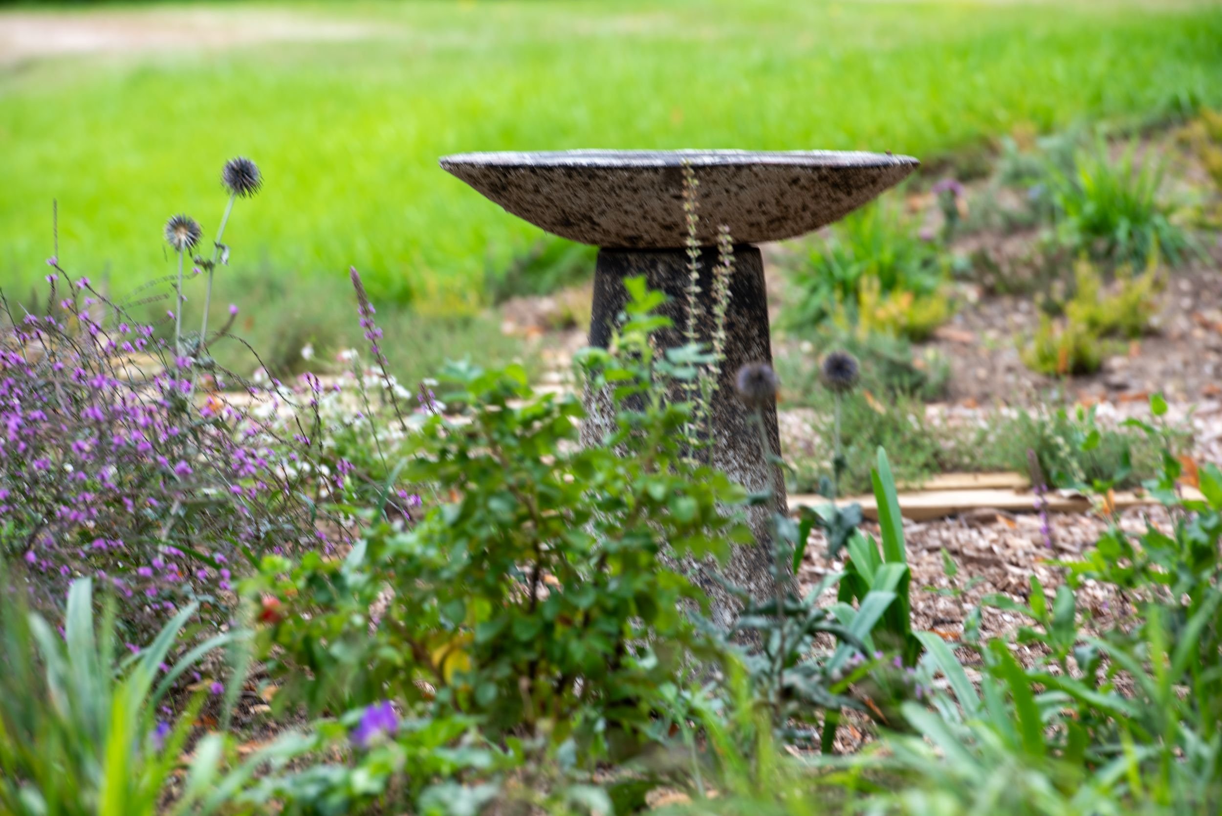 A modern stone birdbath on a column pedestal surrounded by purple salvia, globe thistle seedheads and other naturalistic planting in a Surrey nature garden, with lawn and gravel mulch visible. ArthurRoadLandscapes.co.uk.

This sleek stone birdbath si