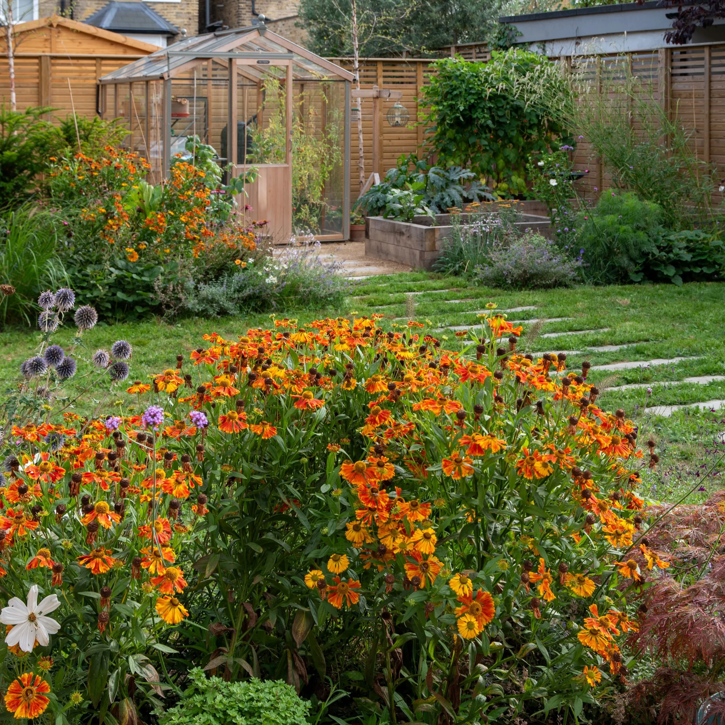 Garden view across a lawn with a stepping stone path leading to a greenhouse and raised beds, with orange helenium and blue echinops thistles in the foreground.

A view back across the lawn towards the greenhouse and raised beds, with helenium and ec