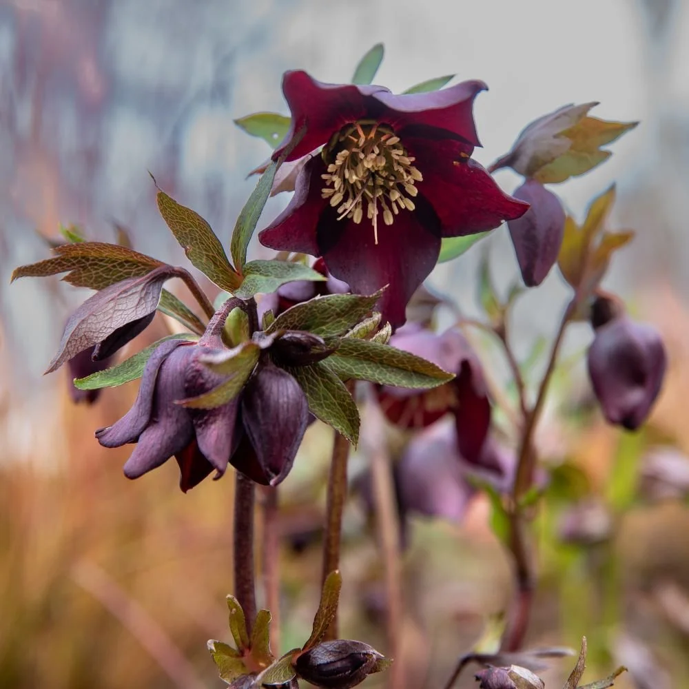 A deep burgundy hellebore flower with a pale centre, nodding among dark green leaves in winter.
