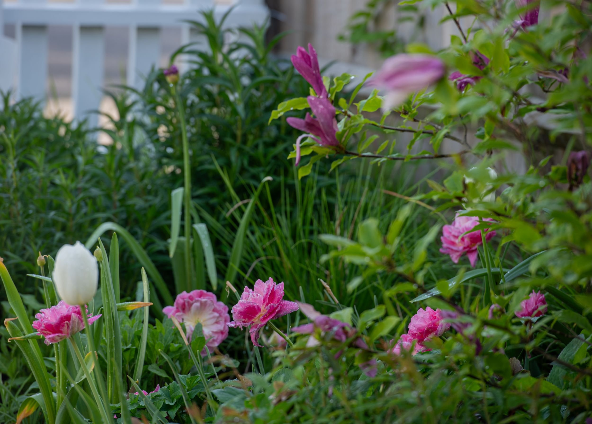 Purple-pink magnolia flowers above pink and white tulips beside a white fence in a Raynes Park front garden. JaneShanksterGardenDesign.co.uk

Jewel-toned magnolia flowers punctuate the greenery above a bed of pink and white tulips, with the white pic