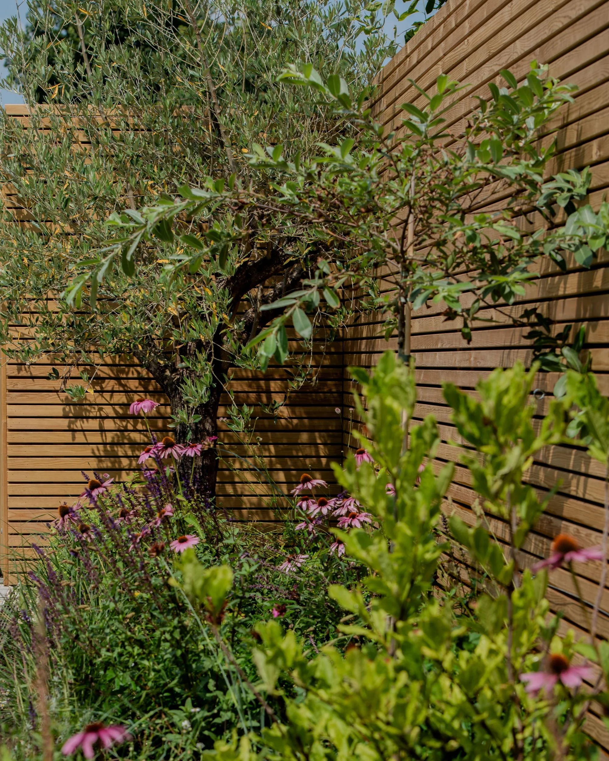 Olive tree with echinacea underplanting against cedar slat fencing, property development garden

A mature olive tree stands as a focal point against horizontal cedar slat fencing, underplanted with echinacea and salvia. This corner detail brings a Me