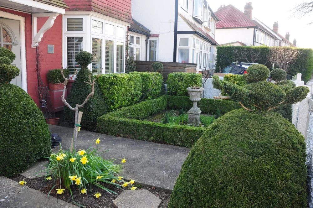 Overgrown box hedging and topiary before Twickenham front garden redesign

The front garden before its transformation, showing dense box hedging, mature topiary and a formal box-edged bed with stone urn. While characterful, the layout offered little 