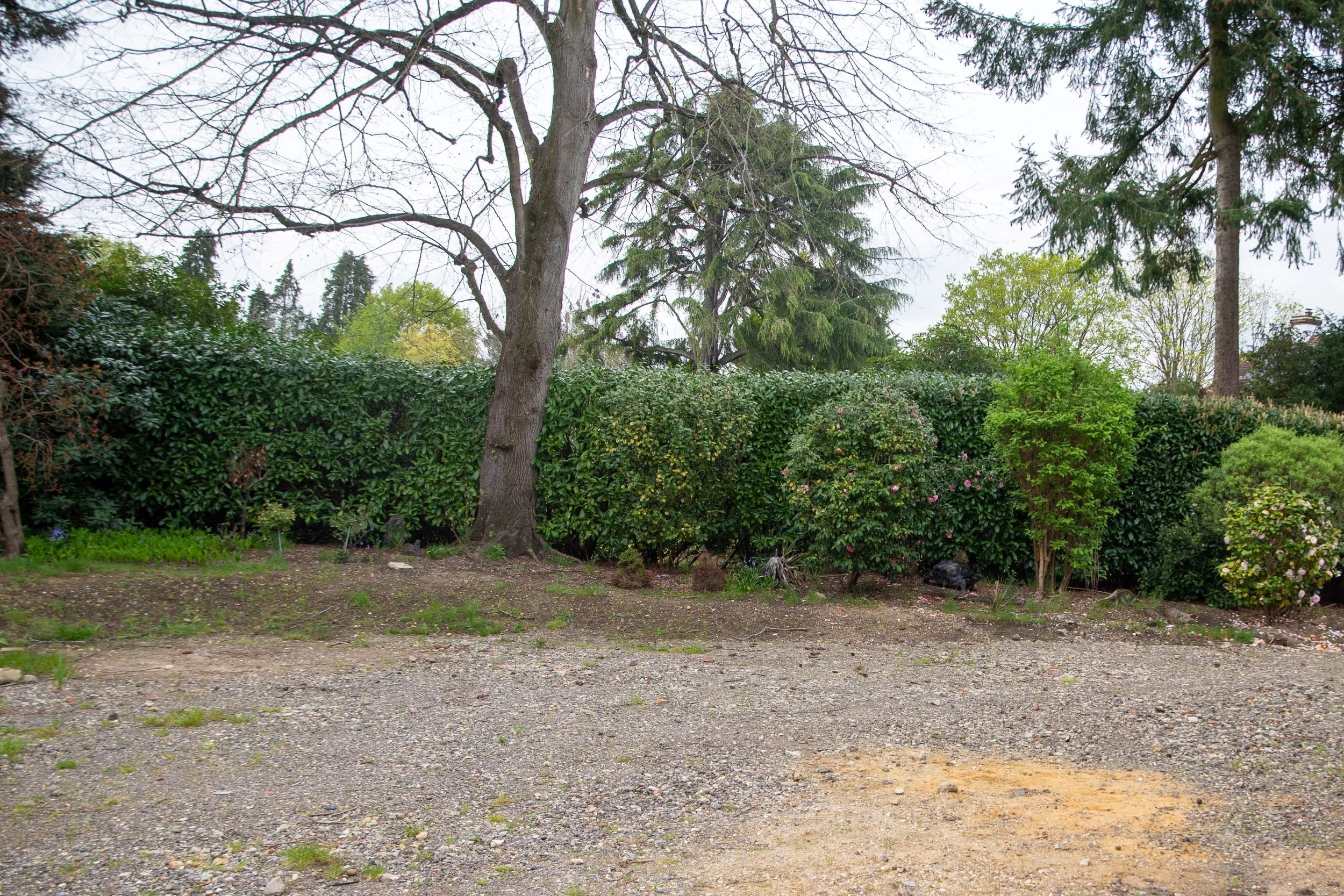 The Surrey garden before redesign by Arthur Road Landscapes, showing bare gravel, overgrown camellias and laurel, a large tree with few lower branches and no meaningful planting or structure. ArthurRoadLandscapes.co.uk.

Before Arthur Road Landscapes