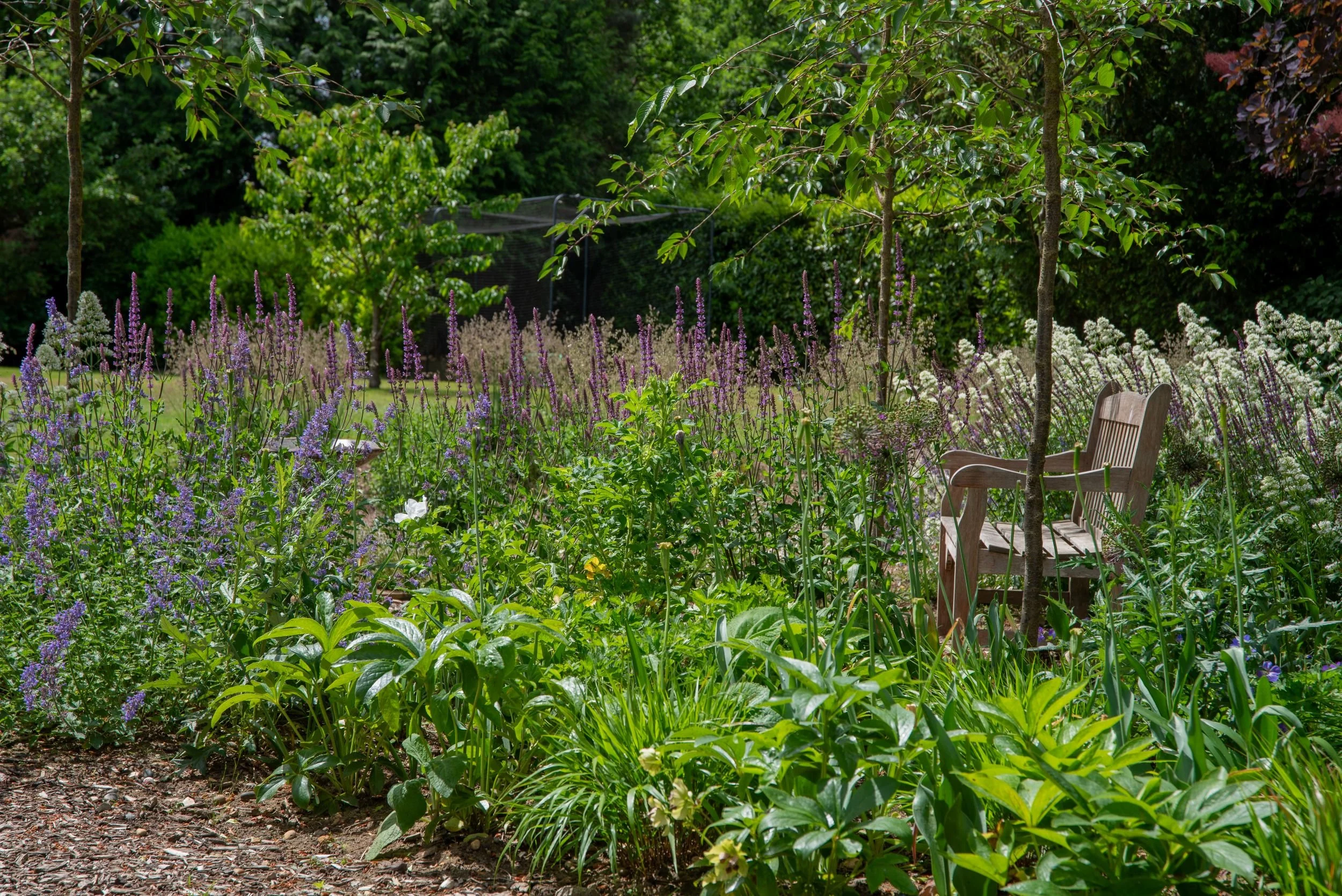 A wide view of the Surrey nature garden showing a teak bench among naturalistic planting of purple salvia, blue nepeta and white centranthus under cherry trees, with lawn and yew hedge visible beyond. ArthurRoadLandscapes.co.uk.This wide view of the 