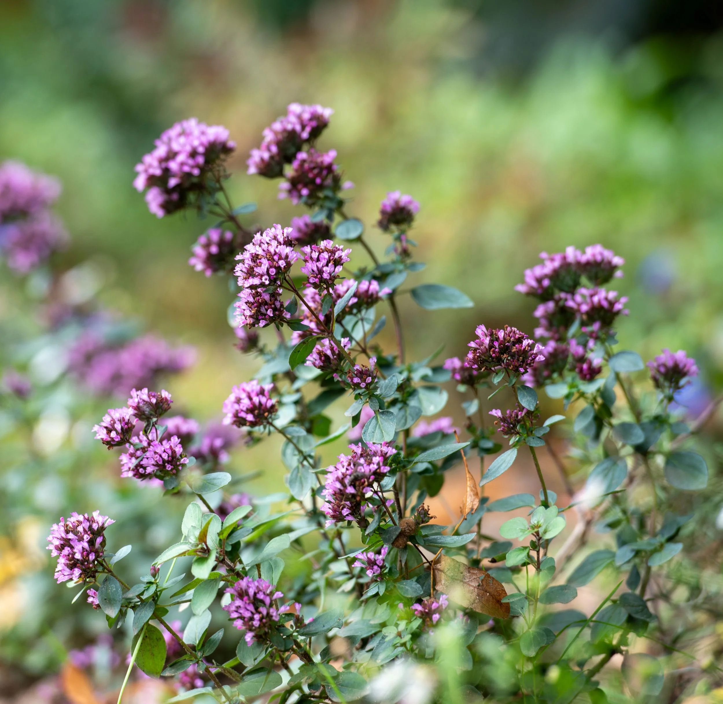 A close-up of flowering oregano with small purple-pink clustered blooms and glaucous green leaves in a Surrey nature garden, with soft green bokeh background. ArthurRoadLandscapes.co.uk.

This close-up of flowering oregano captures one of the most be