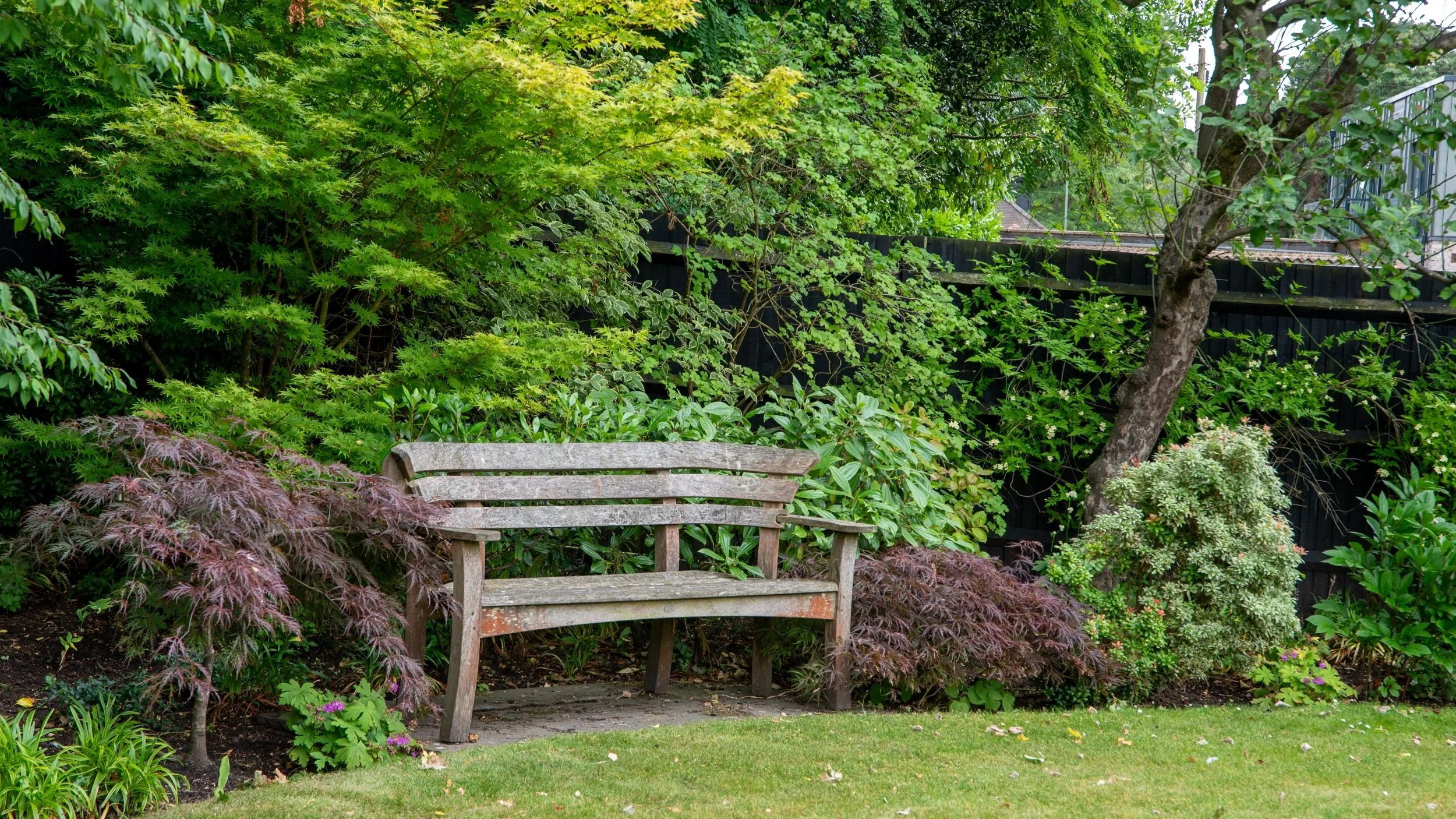Weathered wooden bench beneath Japanese maple, Surrey garden replanting by Jane Shankster Garden Design

A weathered timber bench sits beneath a canopy of Japanese maple and evergreen shrubs, surrounded by dark-leaved acer and hostas. This quiet corn