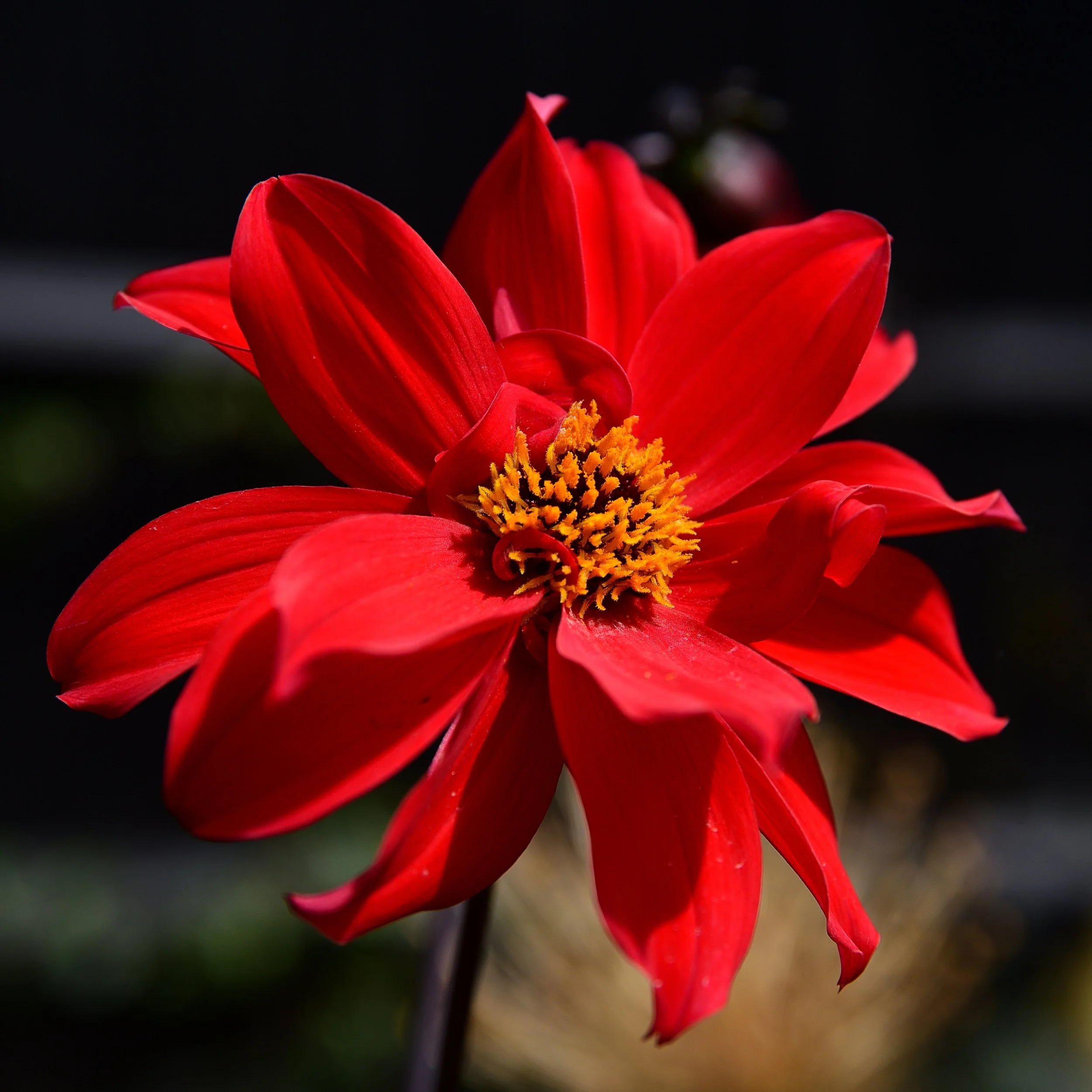 Brilliant red Dahlia Bishop of Llandaff
Bright red dahlia adds to colourful planting in this garden for entertaining in Wimbledon. Designed by Jane Shankster Garden Design.