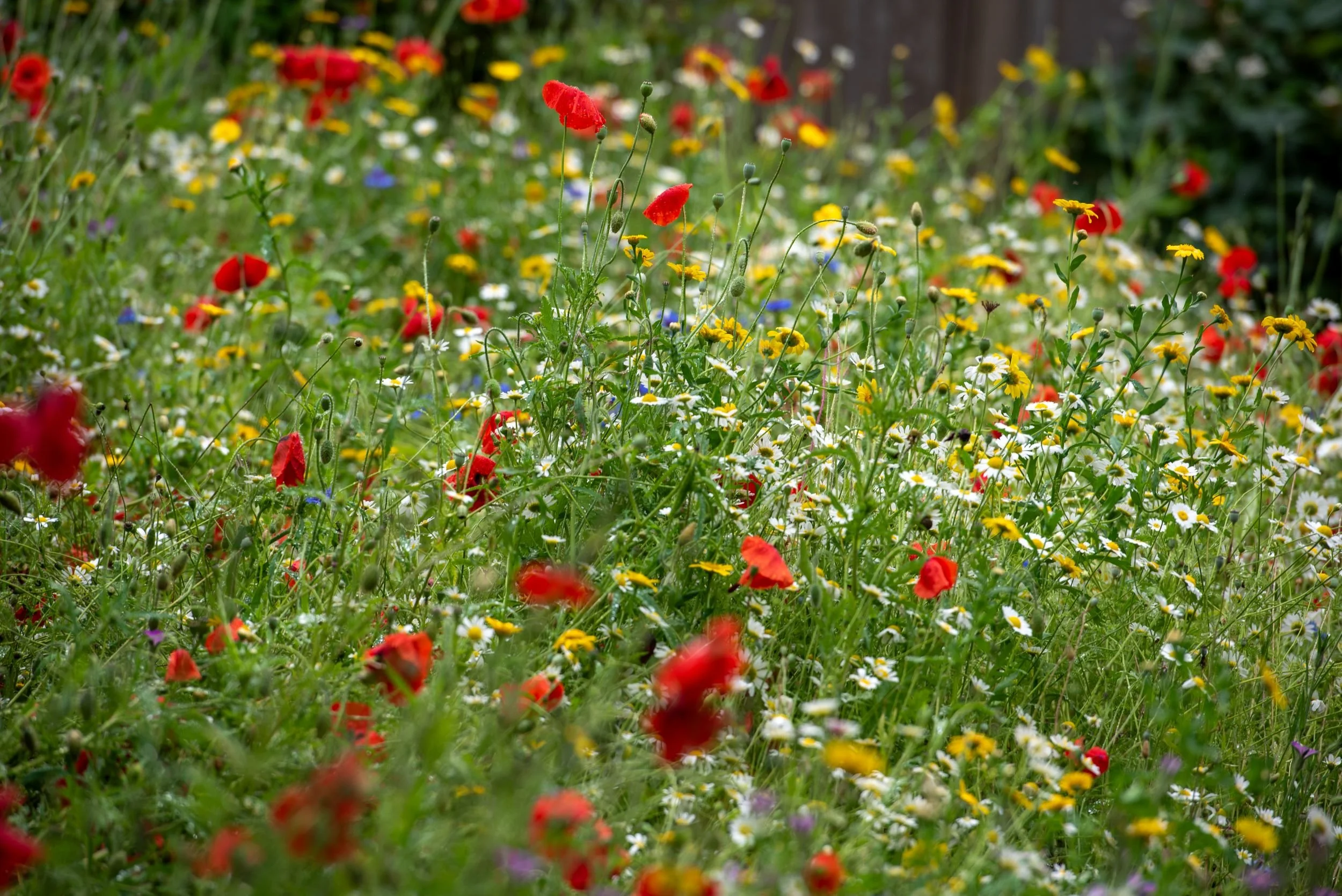 Close-up of a wildflower meadow with red poppies, ox-eye daisies and yellow corn marigolds.