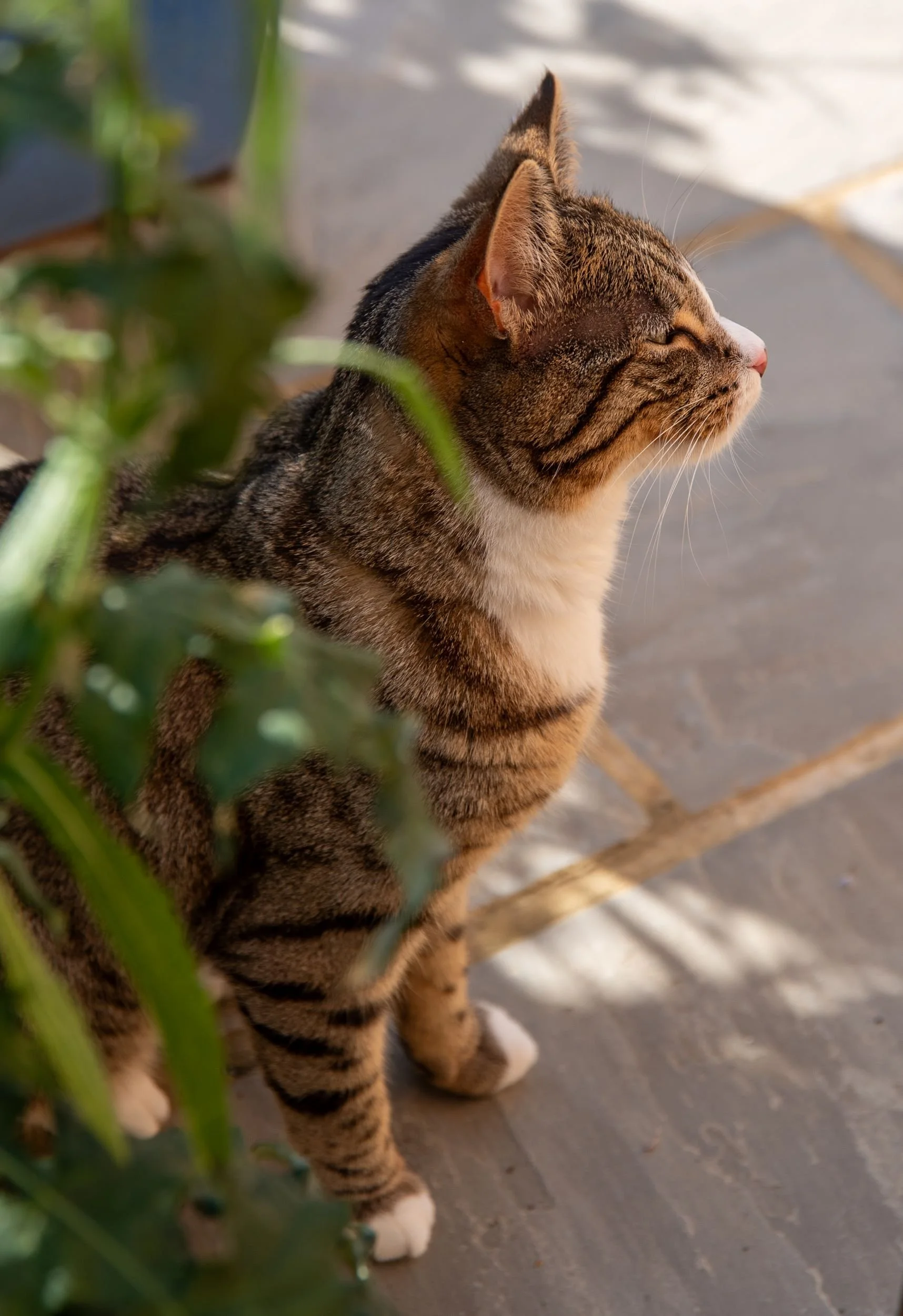 Coco the cat enjoying the evening sun on the patio, among the planters.

Tabby cat sitting on a paved patio in evening light, beside green planting. Designed by JaneShanksterGardenDesign.co.uk