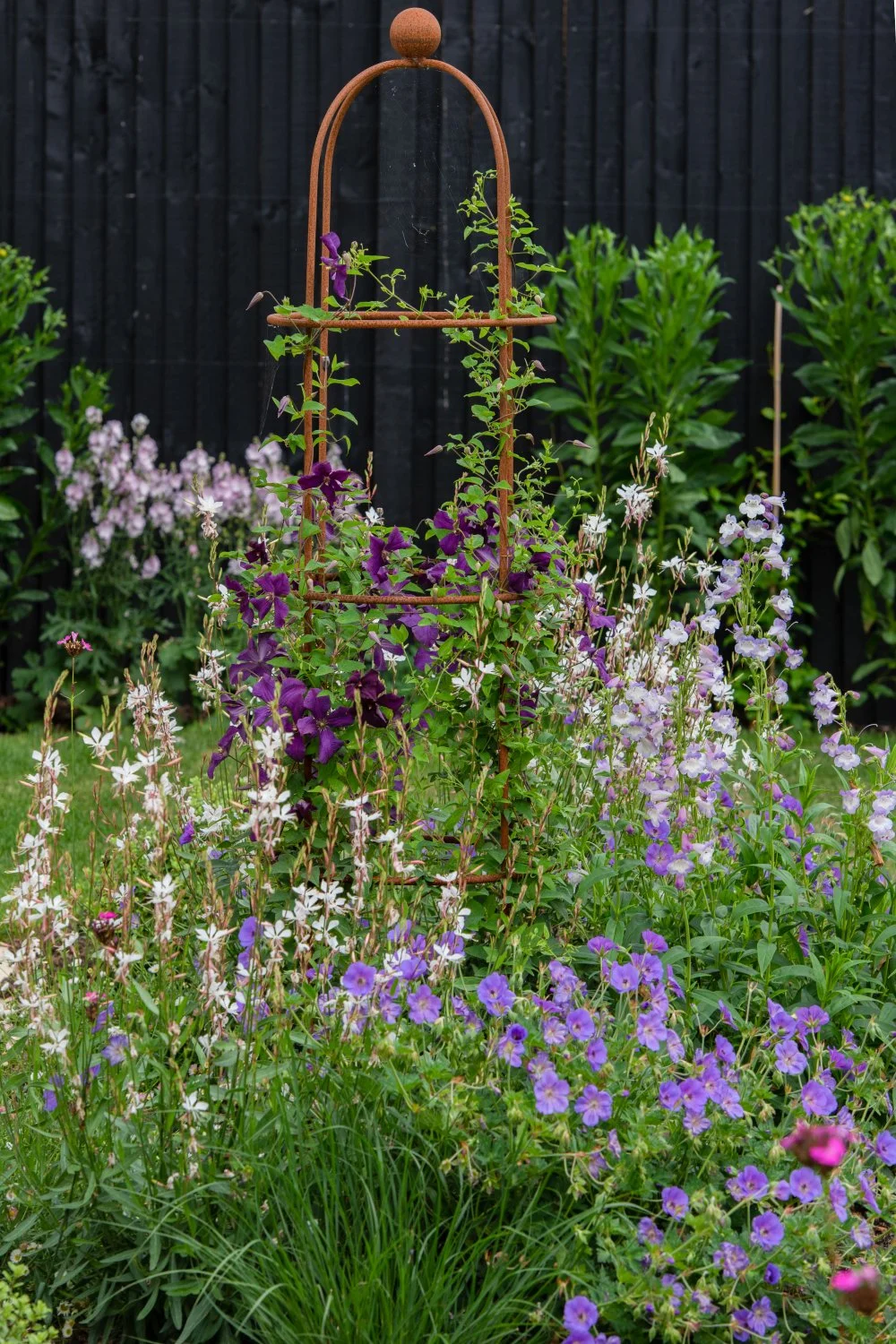 A dense mass of deep purple Clematis Étoile Violette smothers a rusted iron obelisk in a Surrey country garden border, with soft pink sidalcea and white gaura blooming in the foreground and sedum flower heads to the left. ArthurRoadLandscapes.co.uk.
