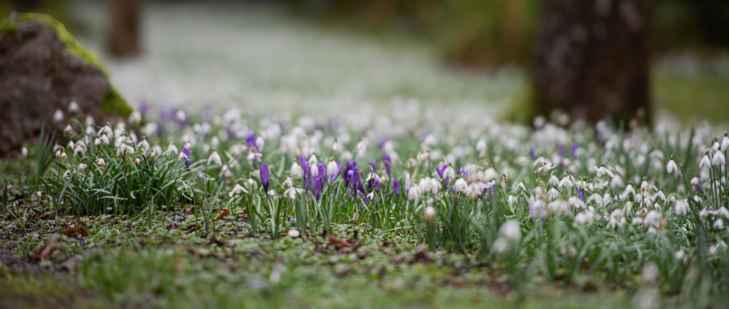 Carpet of snowdrops and purple crocus beside a mossy rock at Welford Park