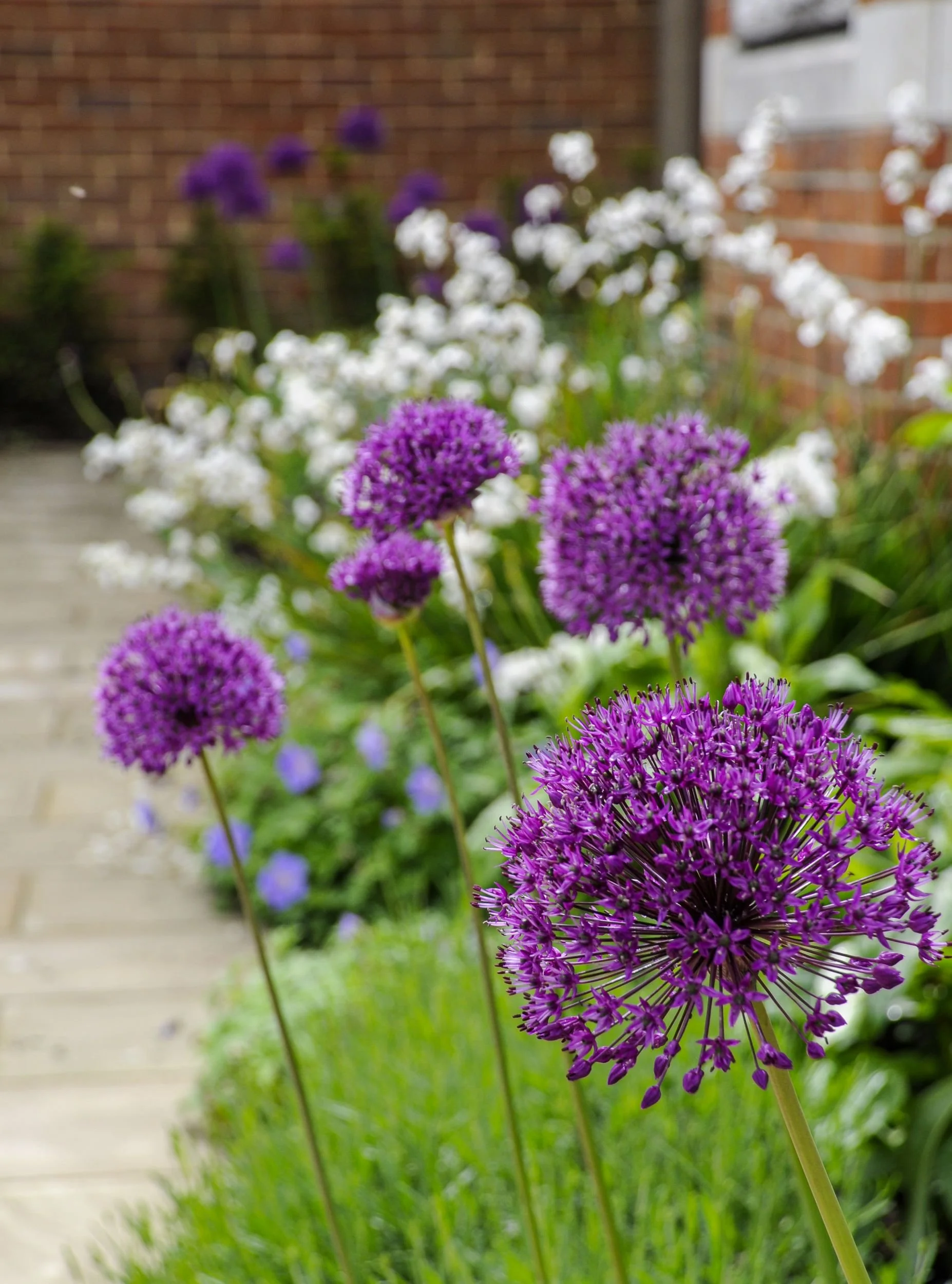 Purple allium flower heads with white cow-parsley-like blooms along a brick path border

Bold purple allium spheres stand above a froth of white umbellifer flowers, adding late-spring drama to the border that lines the Yorkstone path. Designed by Jan