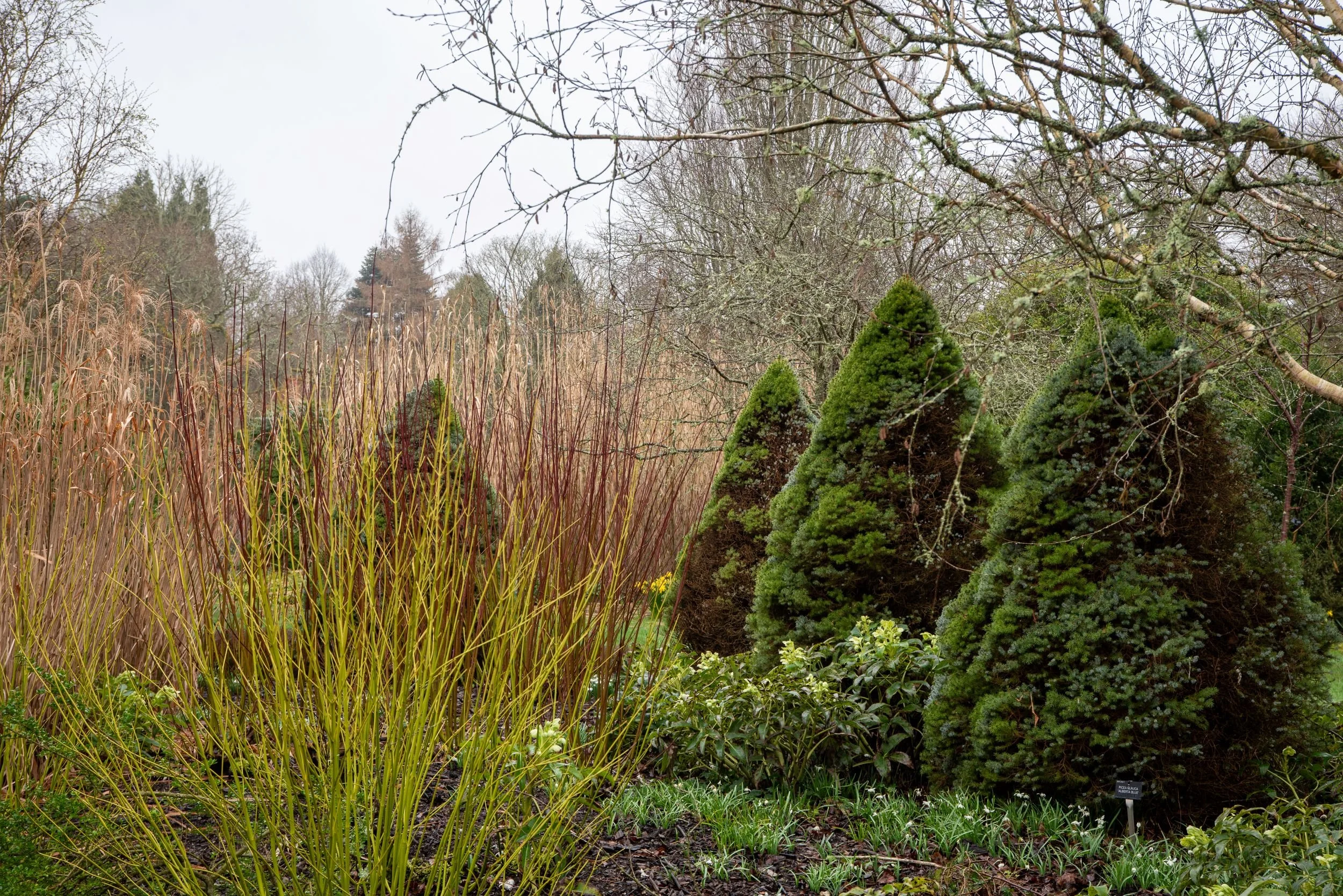 Winter garden border with coloured dogwood stems and clipped dwarf conifers at Sir Harold Hillier Gardens