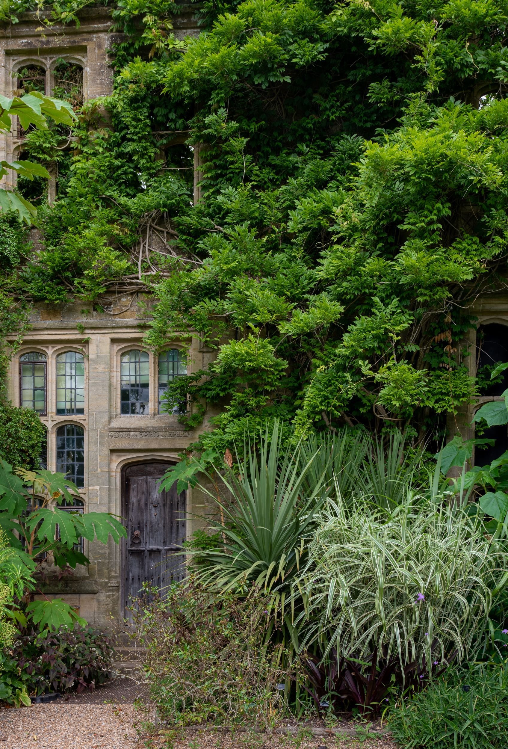 Stone facade of Nymans house almost engulfed by wisteria and climbers, with mullioned windows, a carved doorway and yuccas planted below.