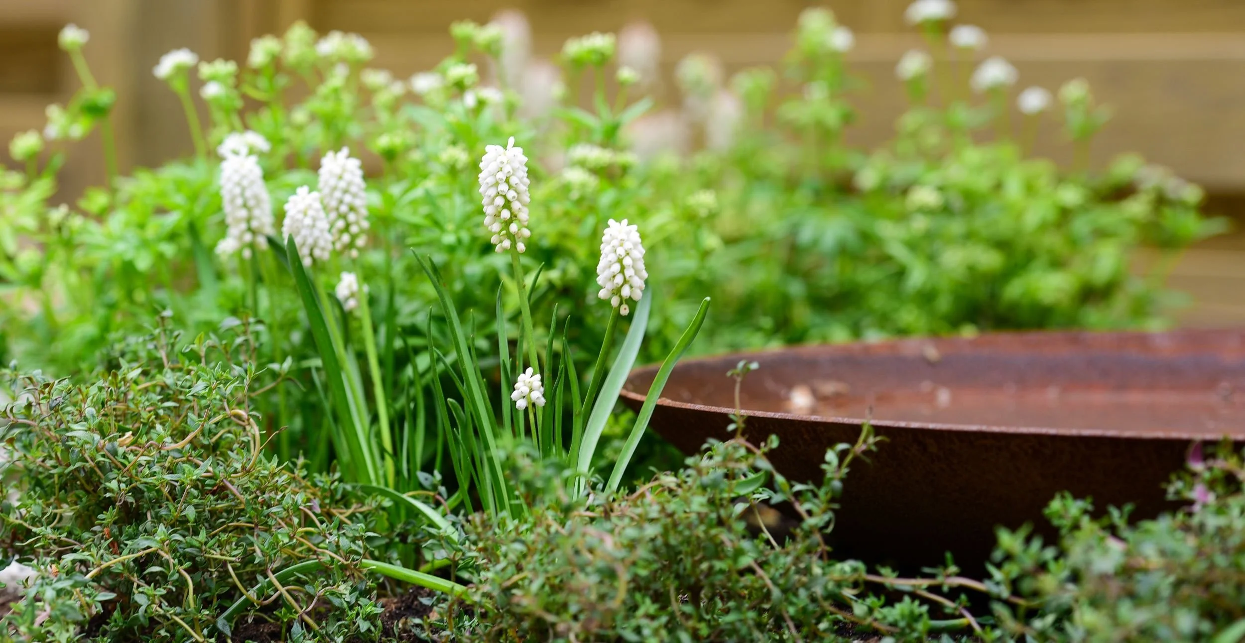 White grape hyacinths growing beside a corten steel water bowl edging a granite path

Clusters of white grape hyacinth (Muscari) and creeping thyme soften the edge of a corten steel water feature, bringing spring colour and texture to this compact Lo