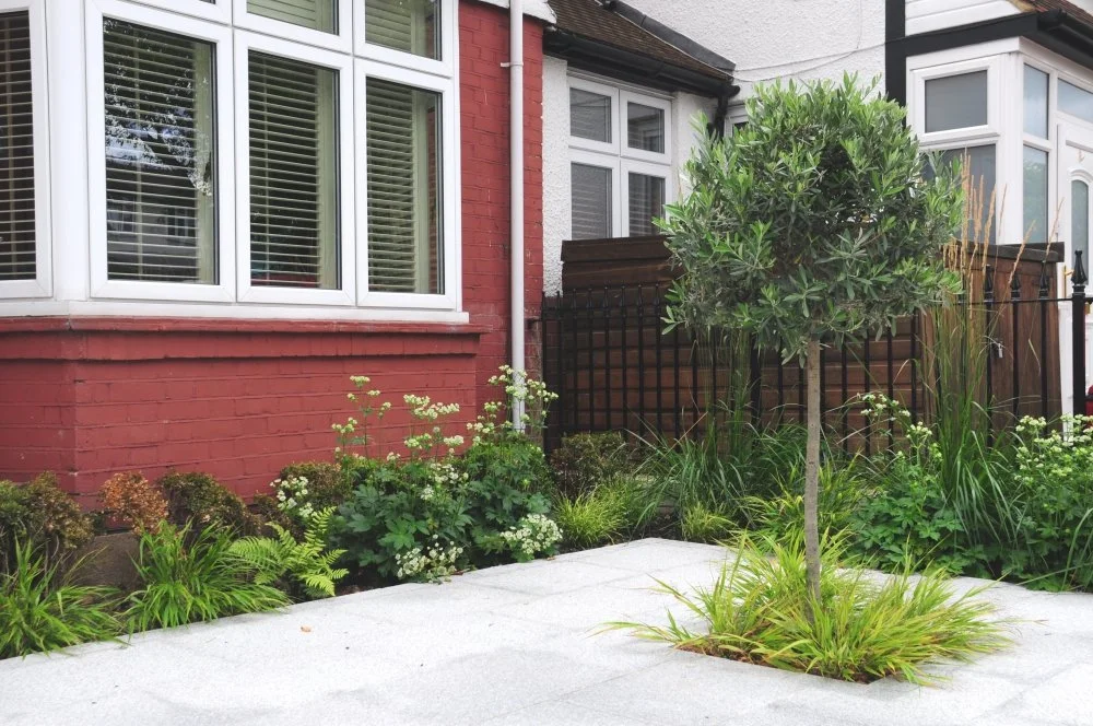 Hakonechloa grass and olive tree planting against red brick house, Twickenham garden by Jane Shankster Garden Design

Golden hakonechloa grass spills across granite paving beneath a young olive tree, with alchemilla mollis and ferns filling the borde