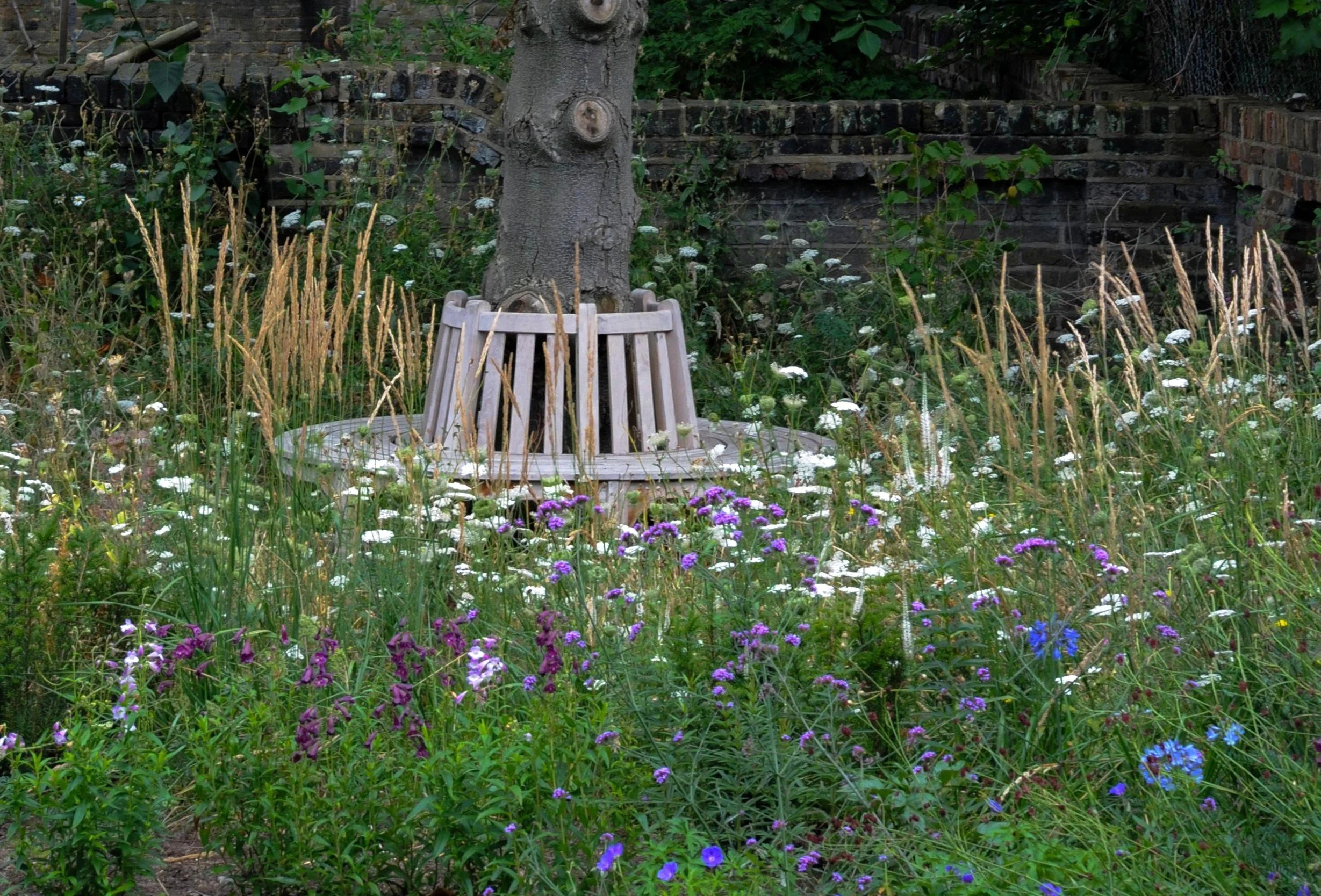 A wooden bench encircles a mature tree trunk, surrounded by wild carrot, verbena and penstemon in a London country garden. JaneShanksterGardenDesign.co.uk.

A simple wooden seat wraps right around the base of a mature tree, all but disappearing into 