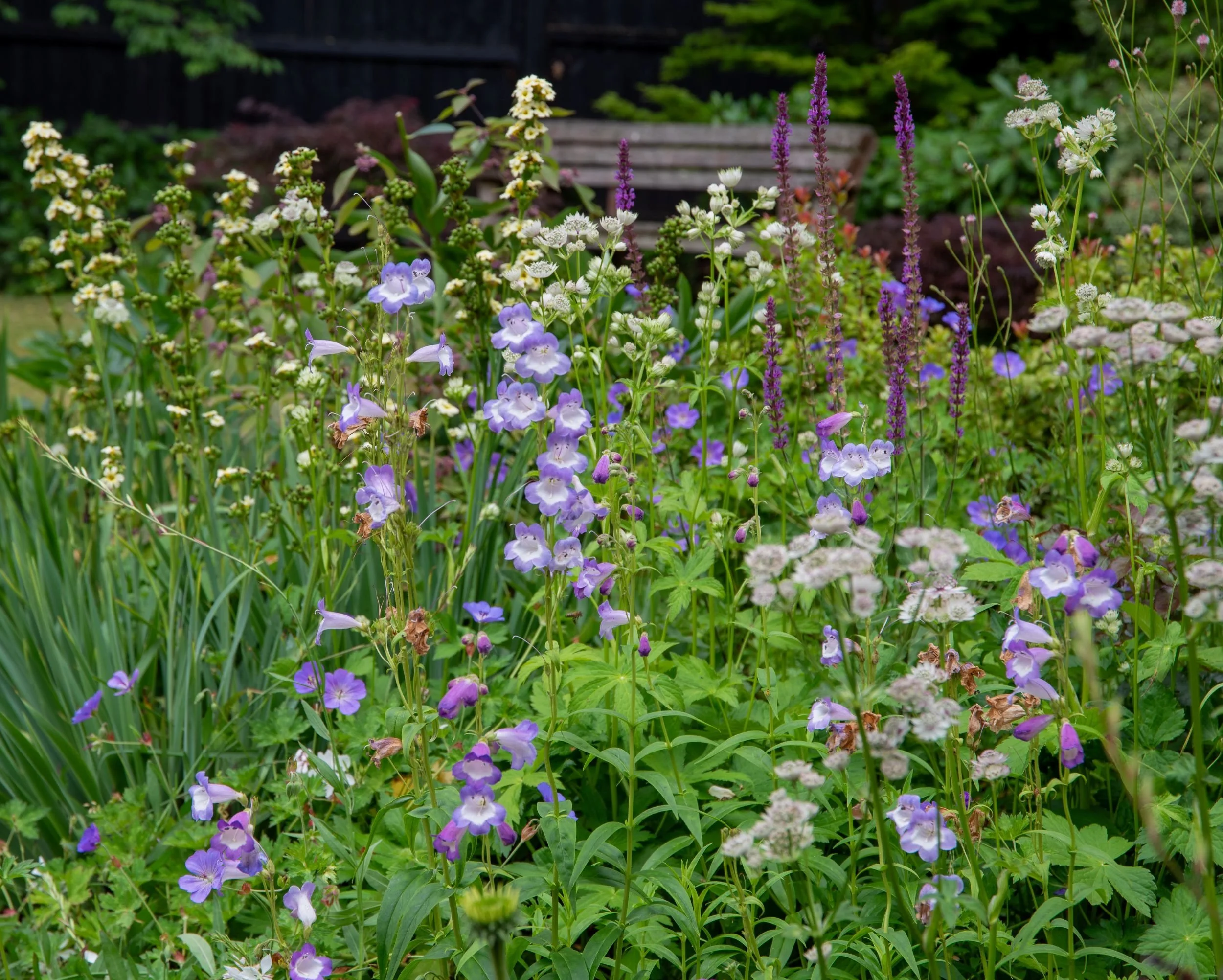 Purple penstemon and yellow sisyrinchium border with bench, Surrey garden replanting by Jane Shankster Garden Design

Lilac penstemon and airy yellow sisyrinchium mingle with salvia and geranium in front of a garden bench, forming part of the newly p