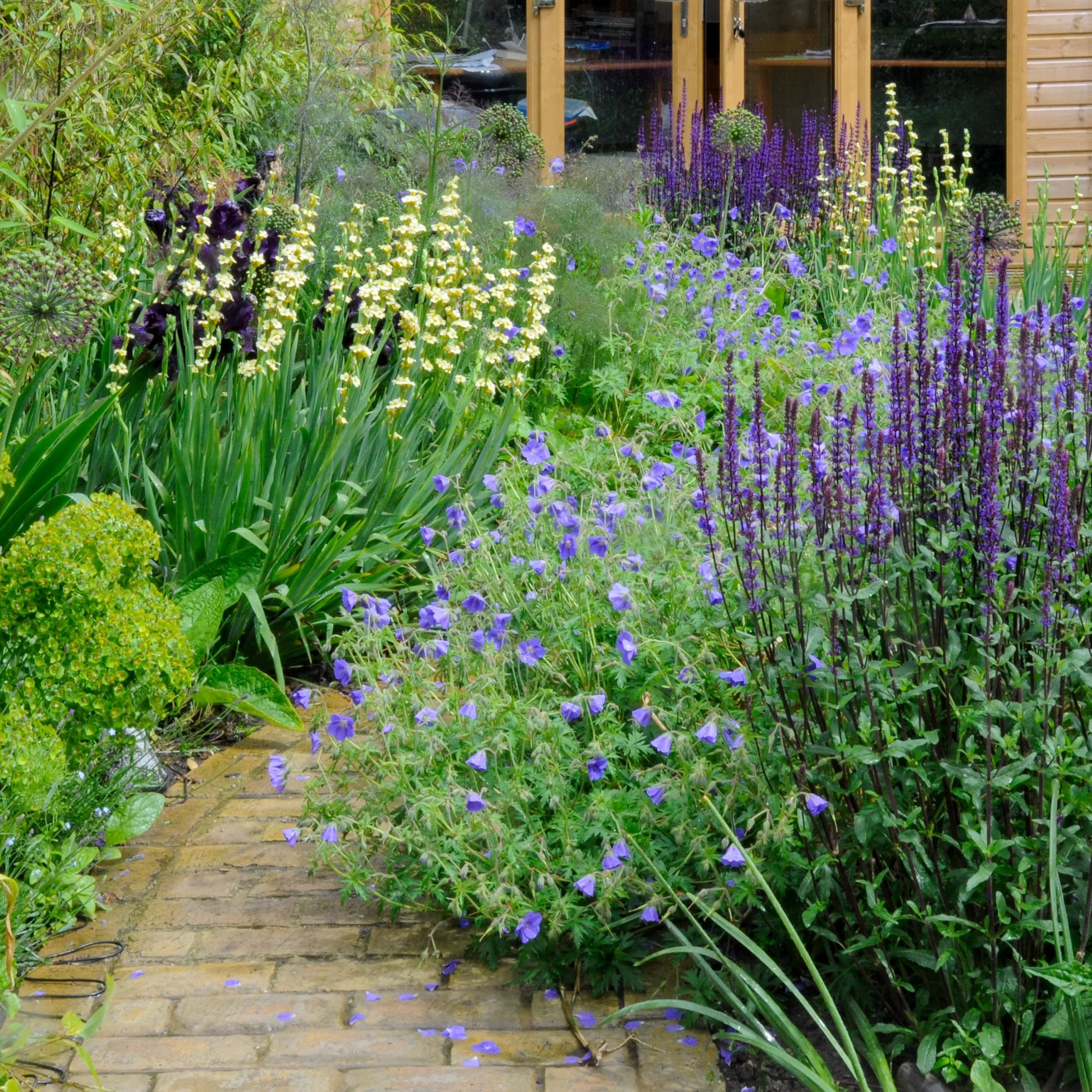 Full view of a mixed low-allergen border with iris, salvia and geranium in Chiswick

A wider view of the border in full flower, showing how sisyrinchium, iris, geranium and salvia are layered together along the brick path — the complete low-allergen 