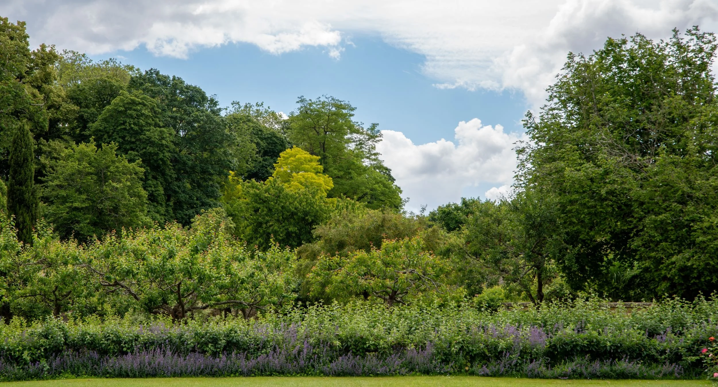 Orchard of trained fruit trees at Château du Lude behind a low hedge of lavender and catmint, with a golden-leaved tree standing out among the greenery.