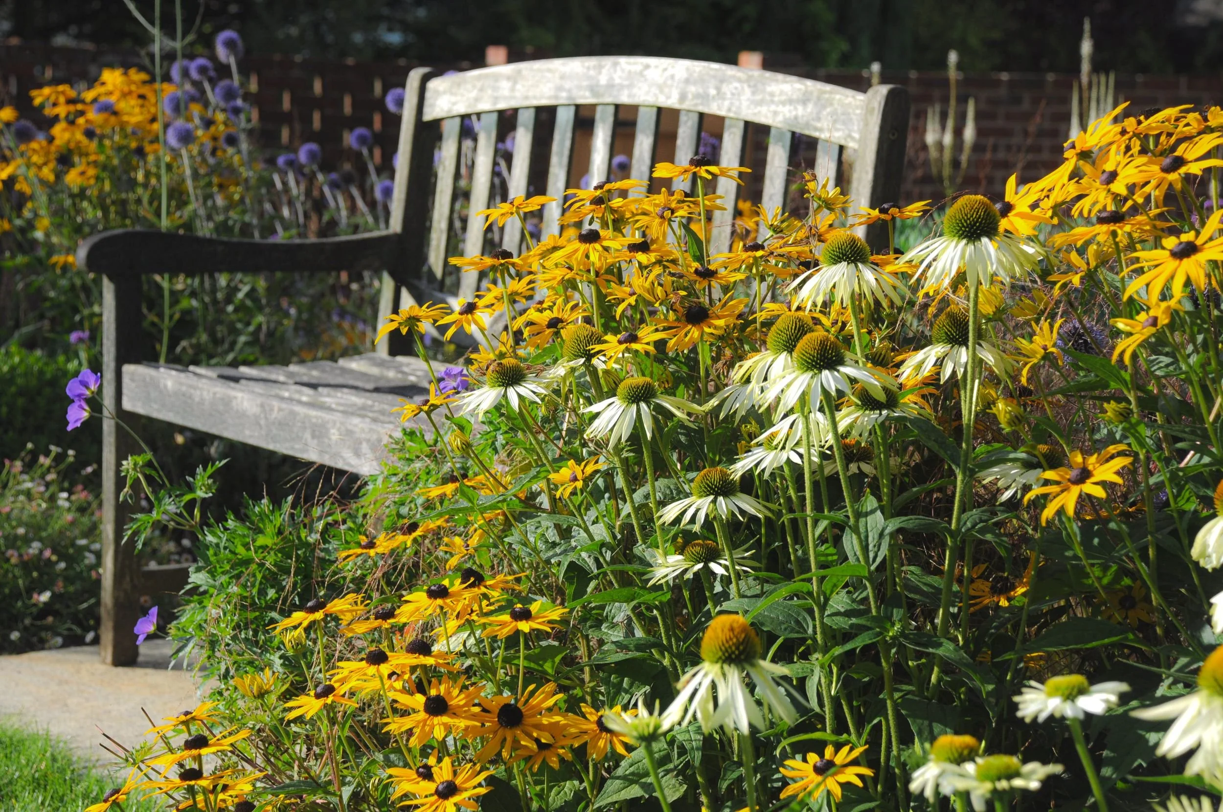 A wooden bench is framed by golden rudbeckia and white Echinacea in a pollinator border. JaneShanksterGardenDesign.co.uk

Golden rudbeckia and pale echinacea crowd around a weathered bench, with globe thistles and geraniums adding further colour to t