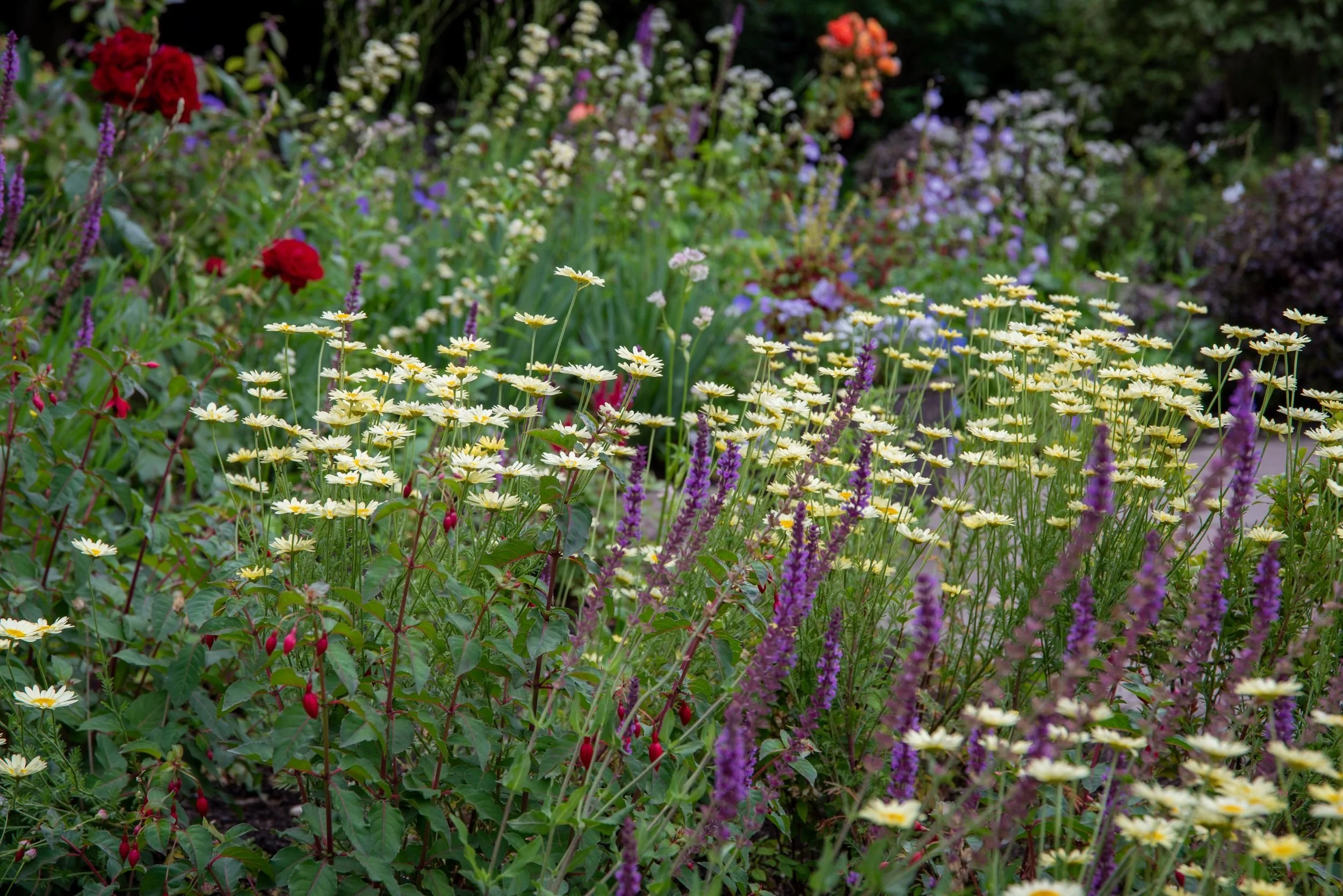 Pale yellow anthemis daisies with salvia spikes, Surrey garden replanting by Jane Shankster Garden Design

A drift of pale yellow anthemis daisies rises above the border, with dark purple salvia spikes threading through behind. This cheerful perennia