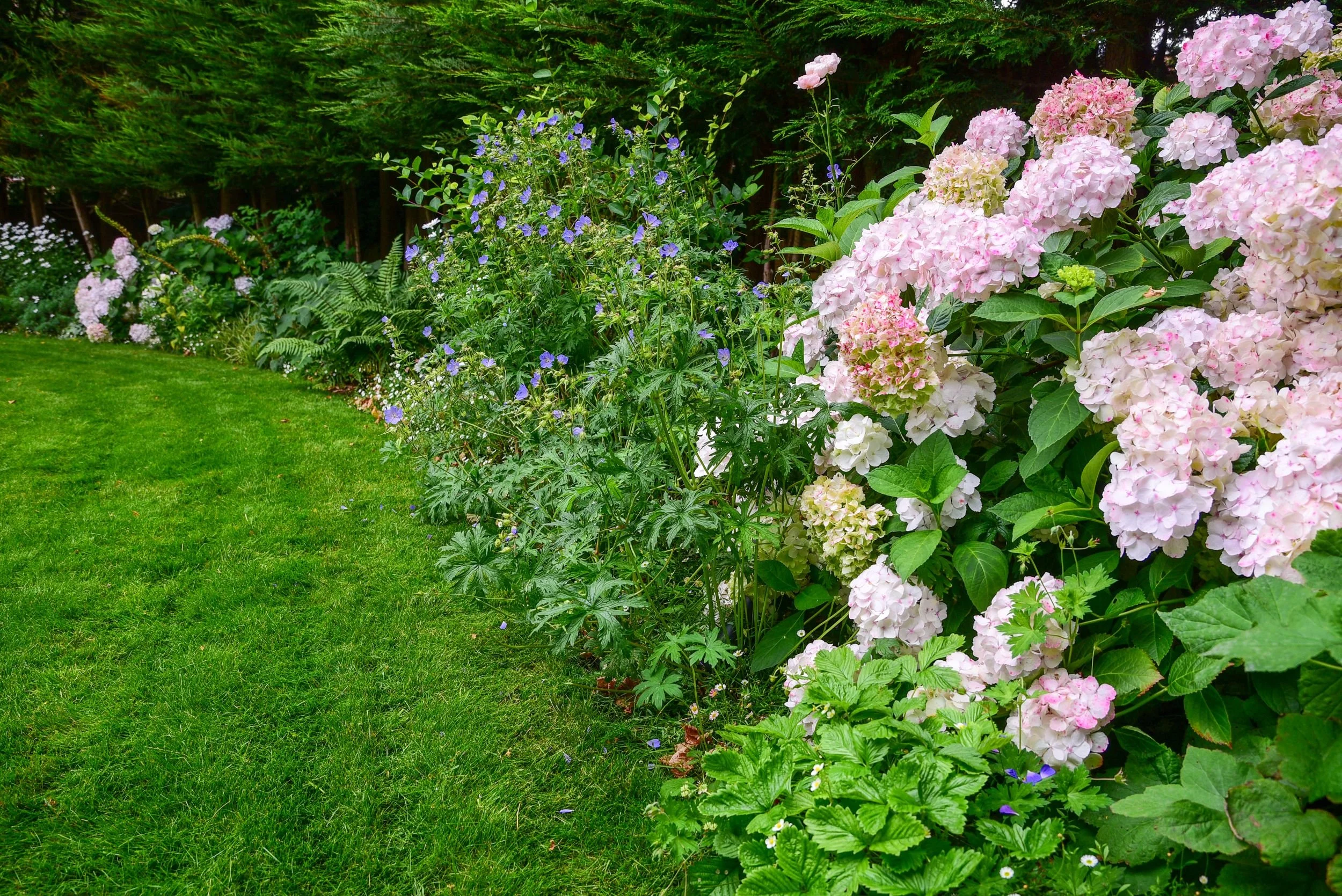 A long border of blue geranium and pale hydrangea runs alongside a neat lawn. JaneShanksterGardenDesign.co.uk

A generous long border combines drifts of blue geranium with pale pink and white hydrangea and ferns, its curving edge following the line o