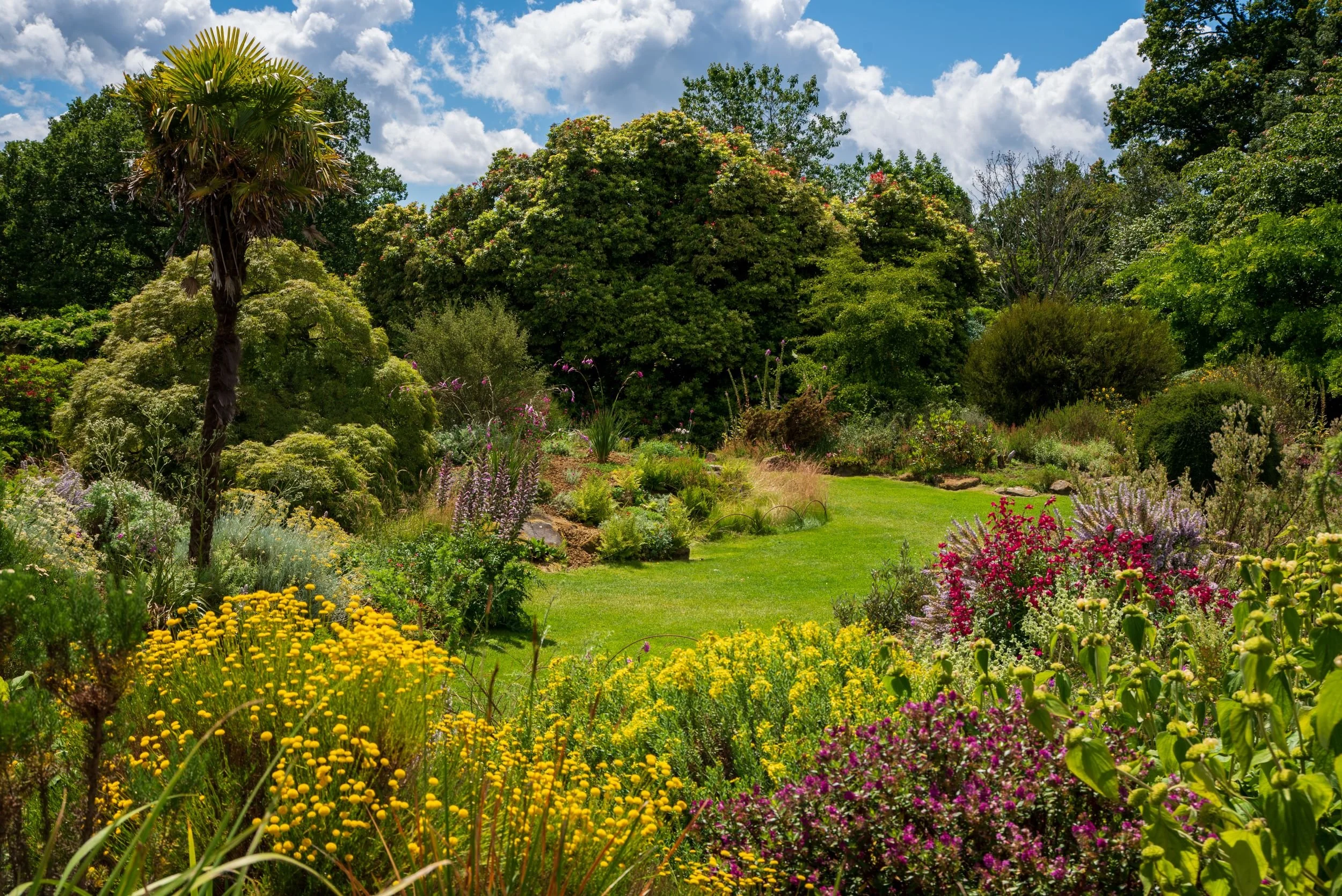 Sunlit lawn at Nymans framed by a windmill palm and colourful borders of yellow tansy, purple loosestrife and crimson penstemons.