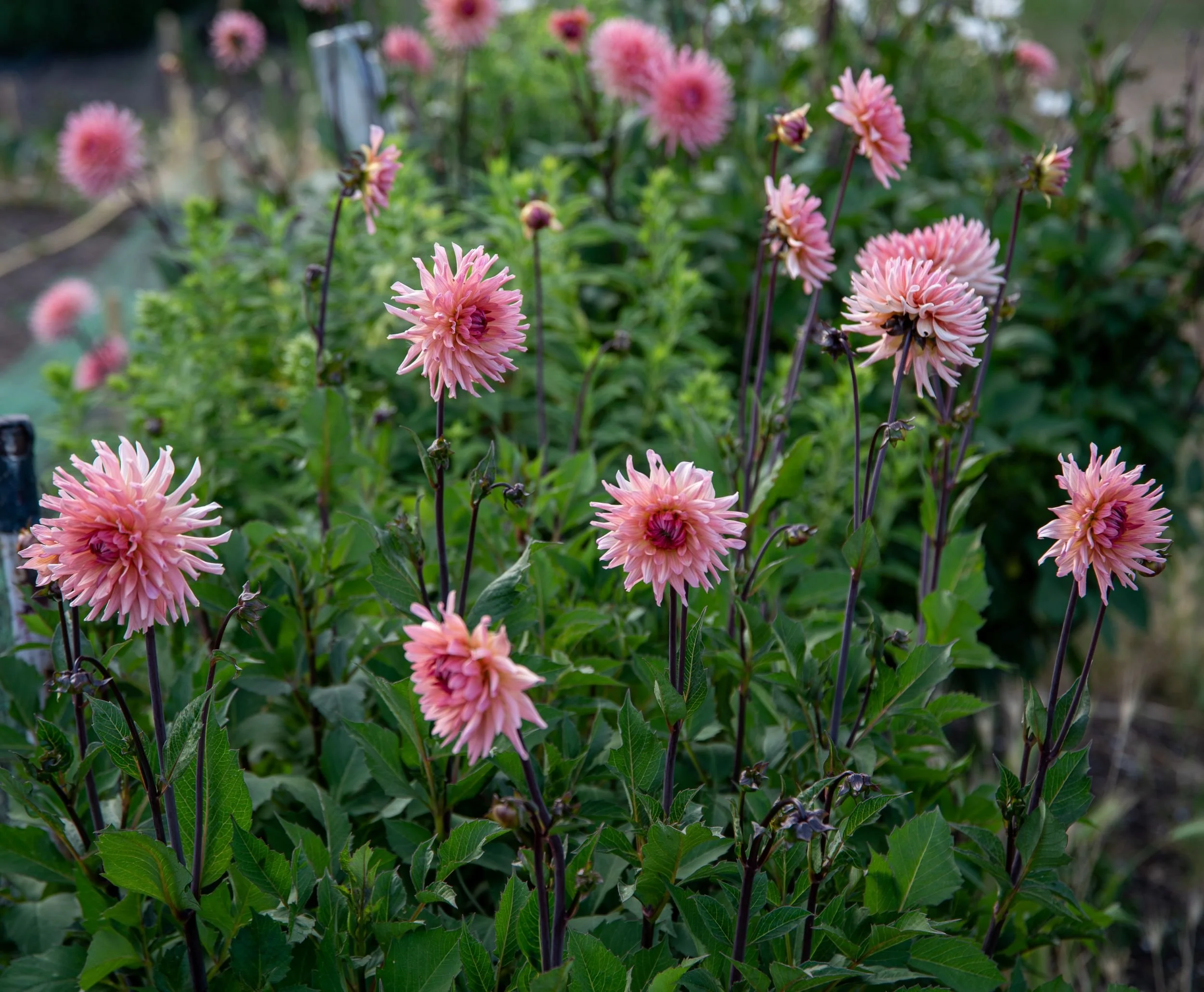 close-up of pale pink cactus-flowered dahlias with dark stems growing on the allotment